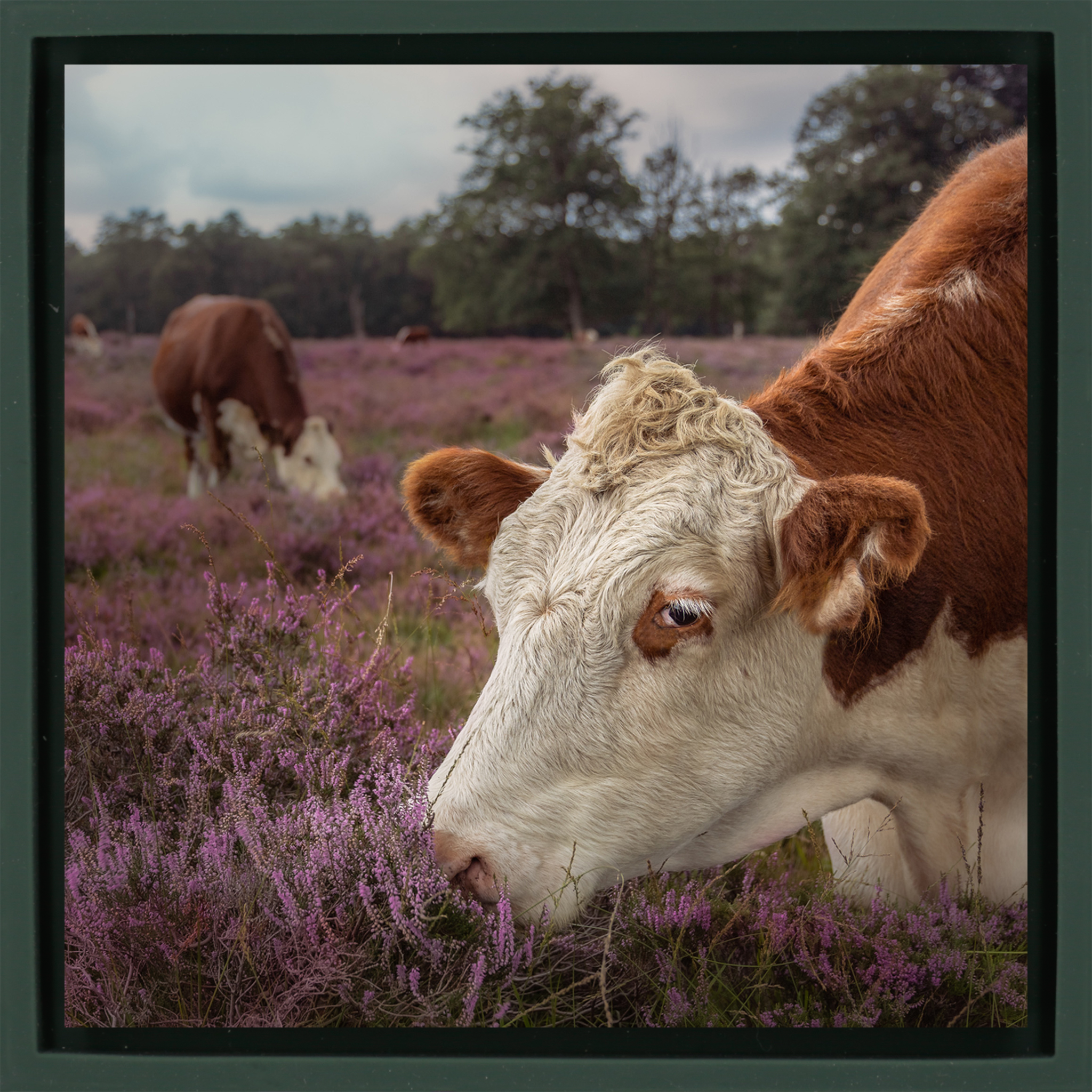 Heath Guard – Dunkelgrüne Verpackung