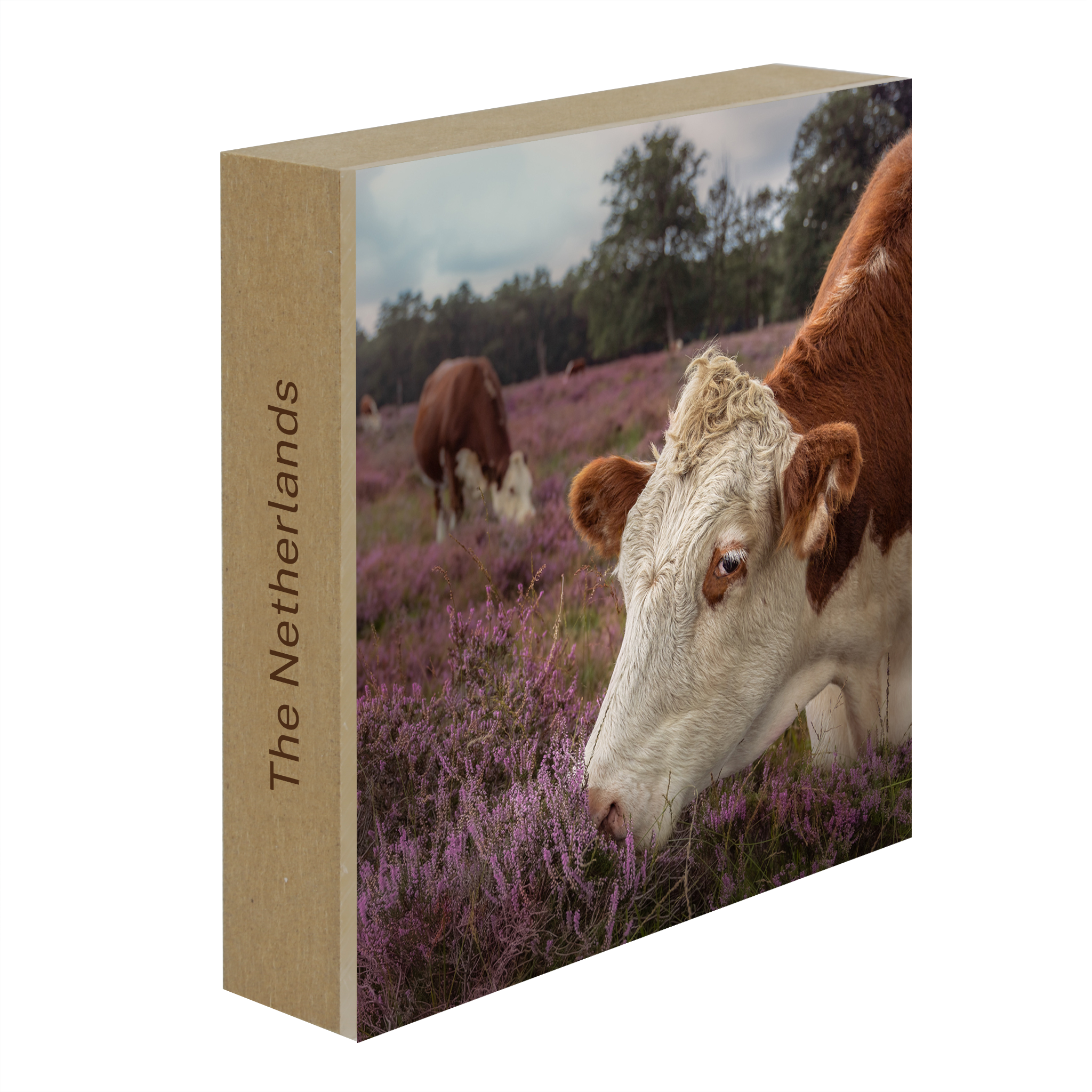 Heath Guard- Collection: The Netherlands