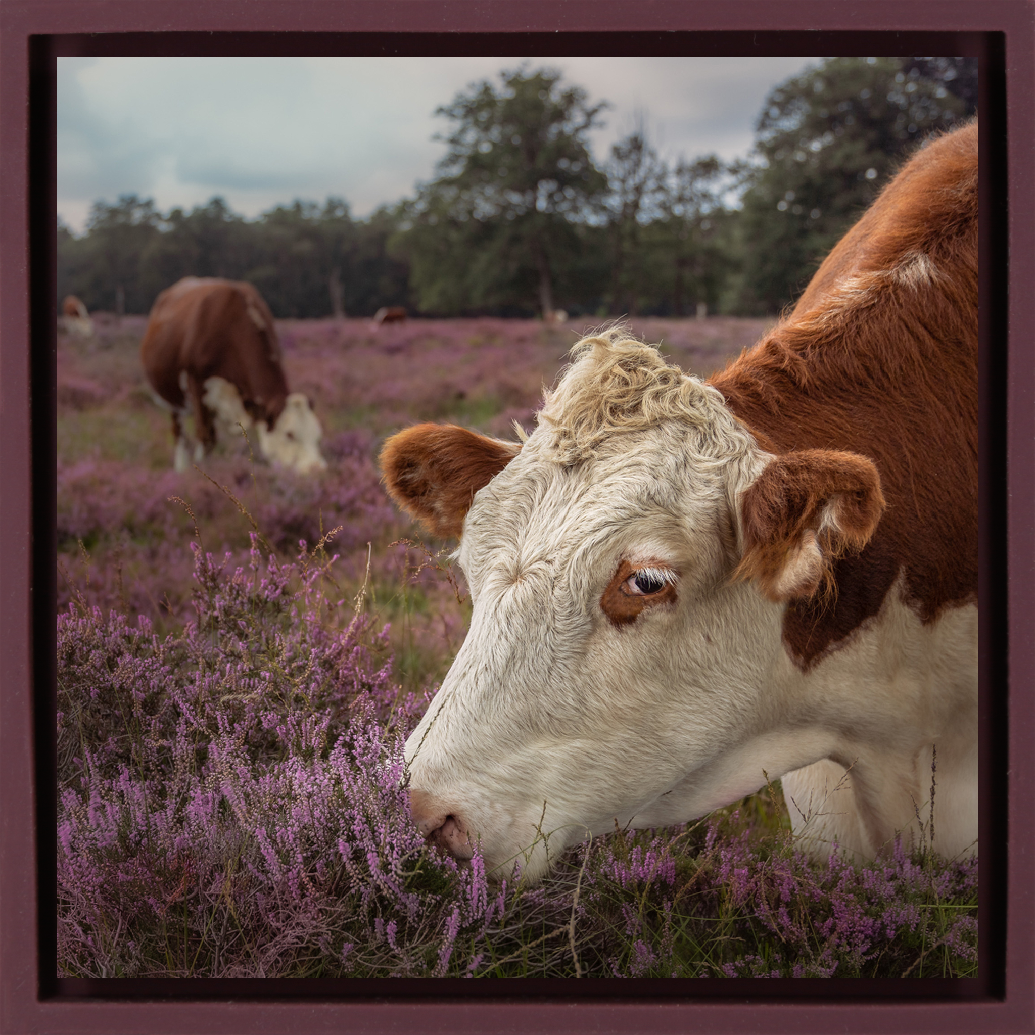 Heath Guard- Purple Wrapp