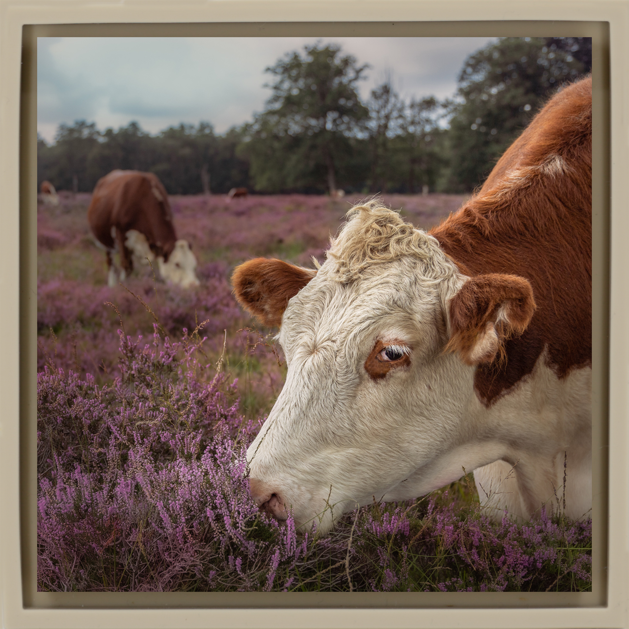 Heath Guard- Sand Wrapp