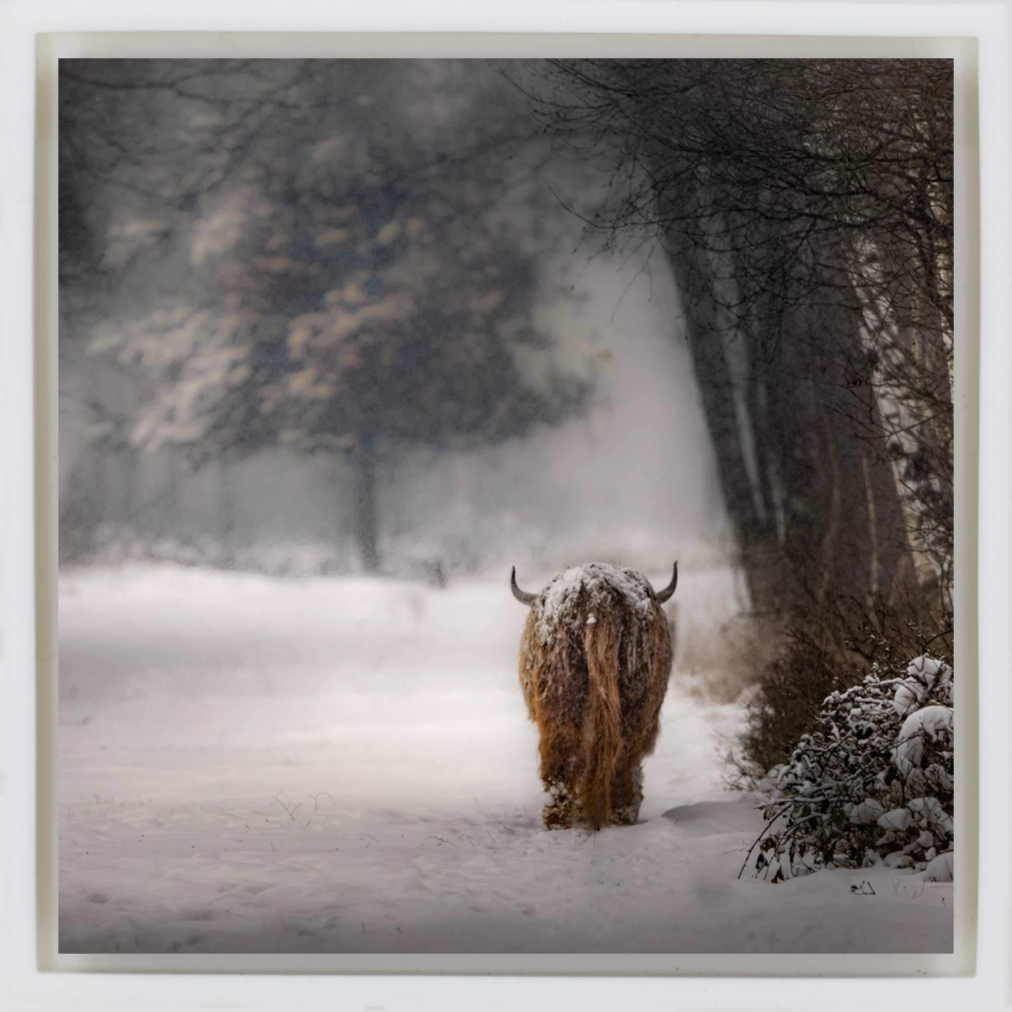 Highlander - Witte Wrapp