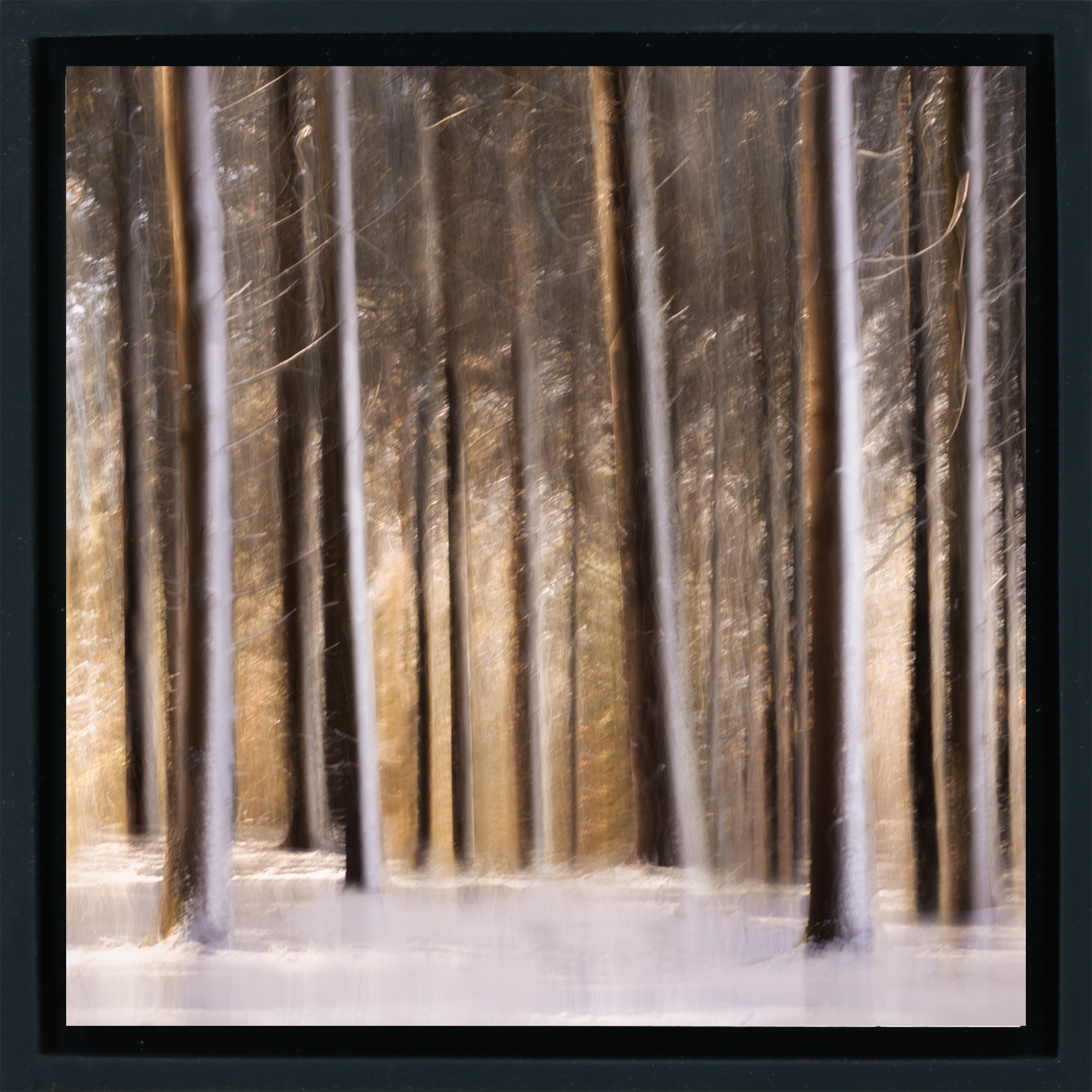 Sonnenbeschienener Wald im Schnee – Black Wrap