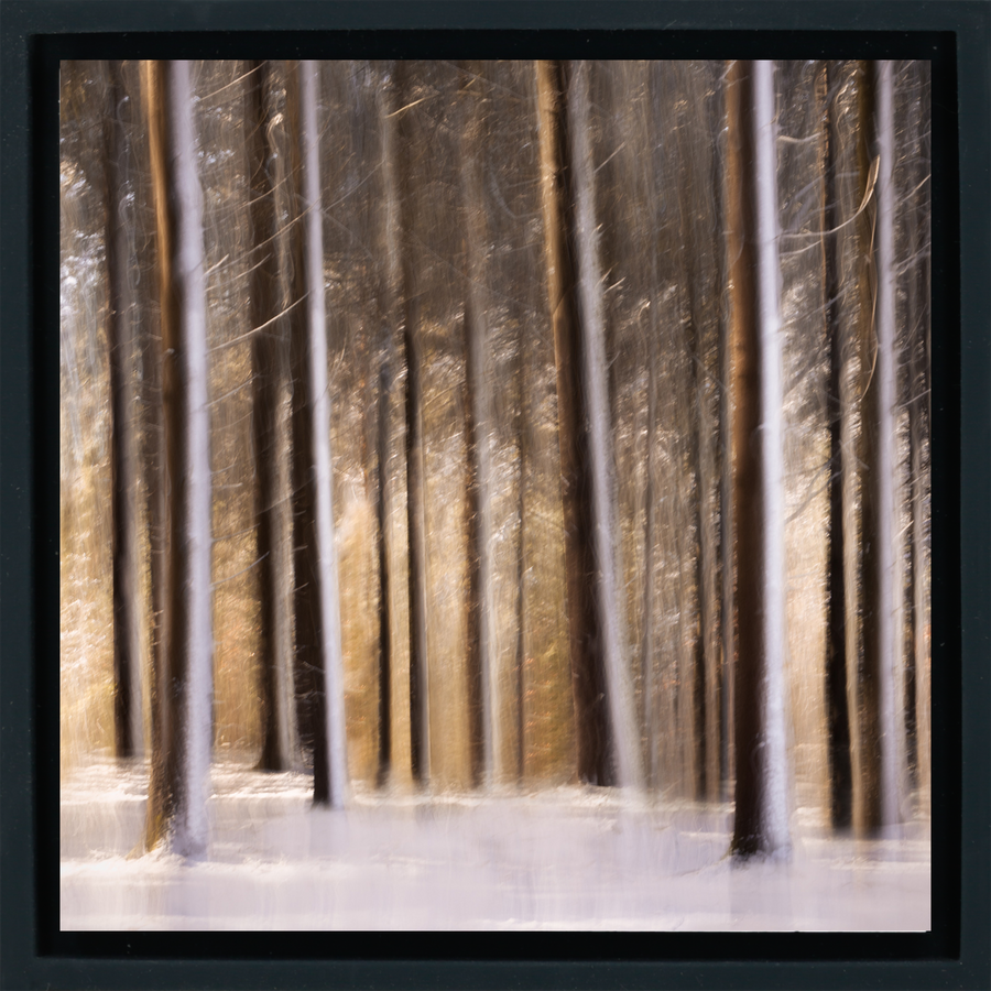 Sunlit Forest in Snow - Black Wrapp