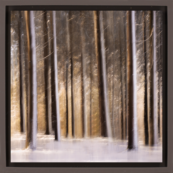 Sunlit Forest in Snow - Brown Wrapp
