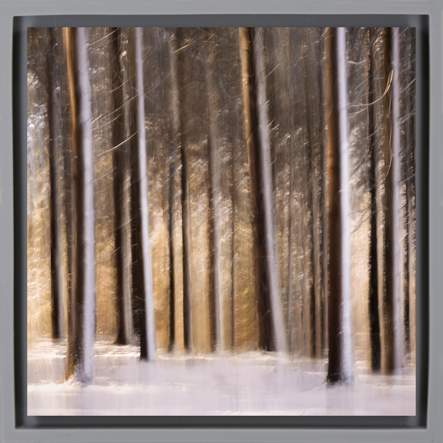Sunlit Forest in Snow - Graue Wrapp