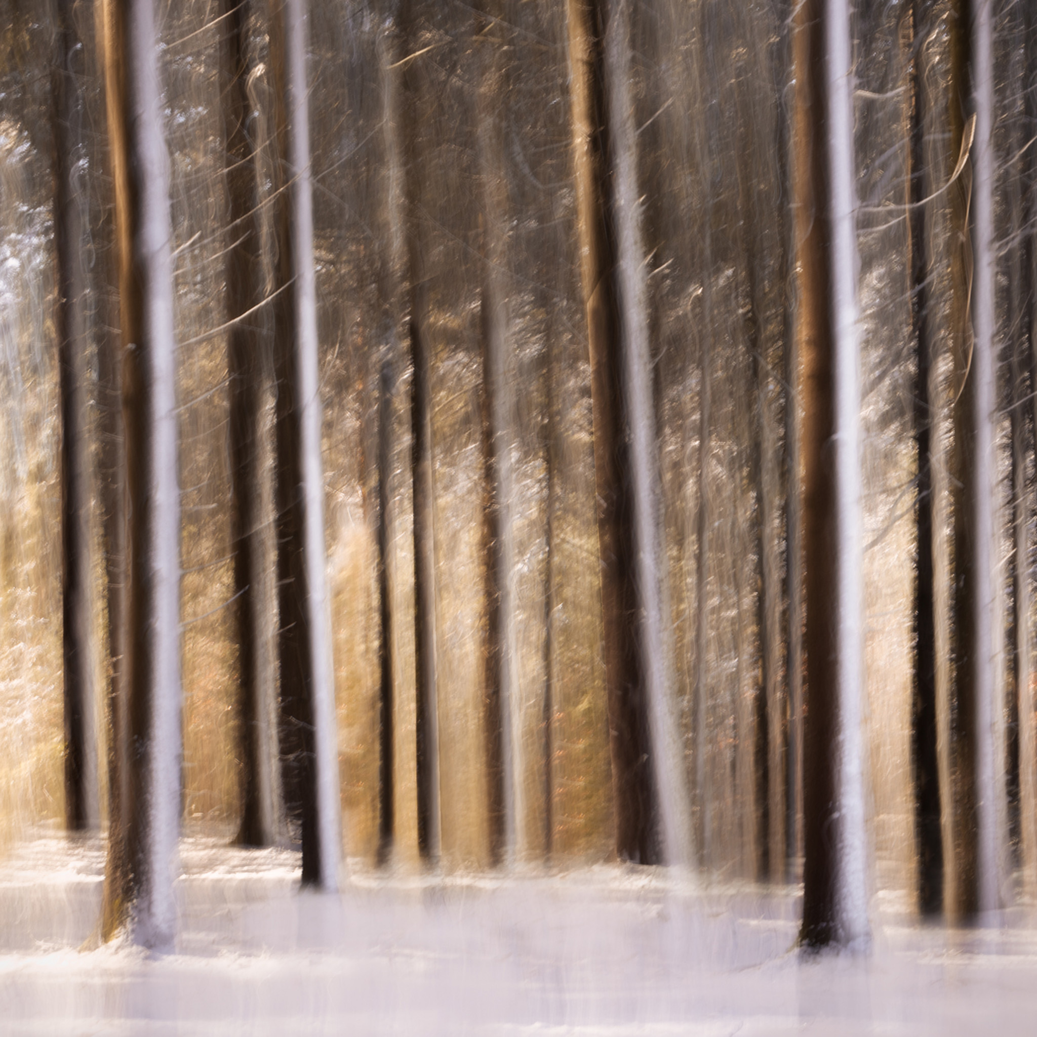 Sunlit Forest in Snow- Collection: The Netherlands