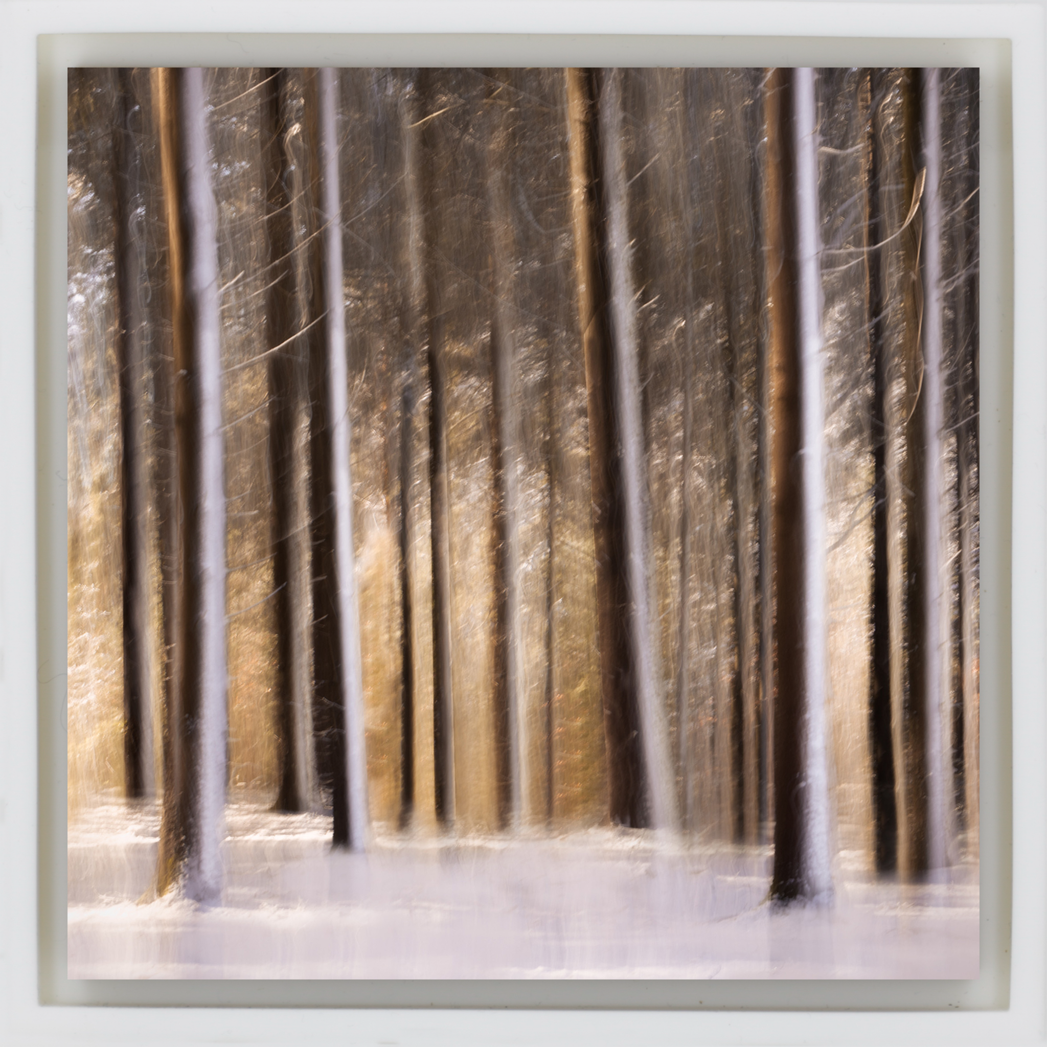 Sonnenbeschienener Wald in schneeweißer Hülle