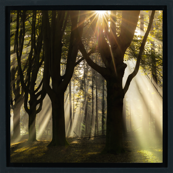 God Rays - Schwarze Wrapp