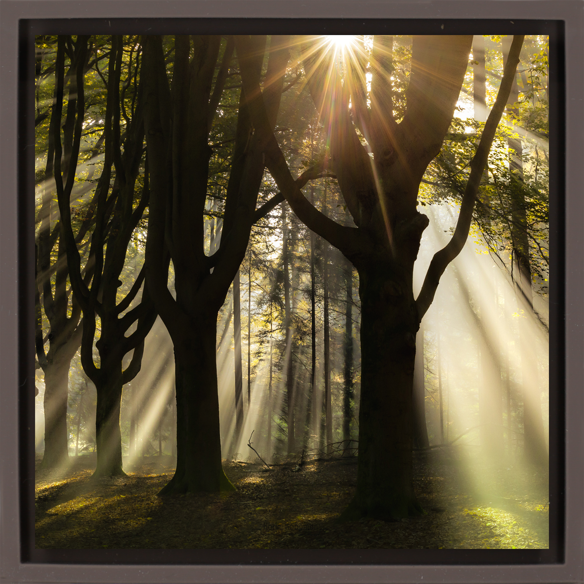 God Rays- Brown Wrapp