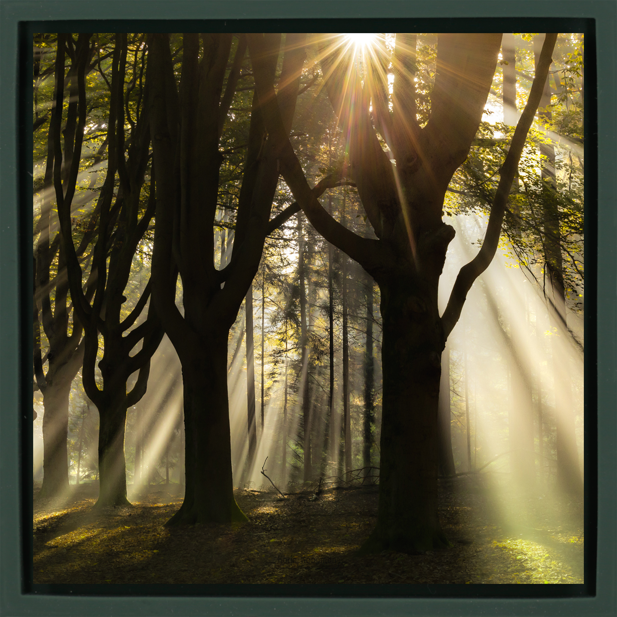 God Rays – Dunkelgrüne Verpackung