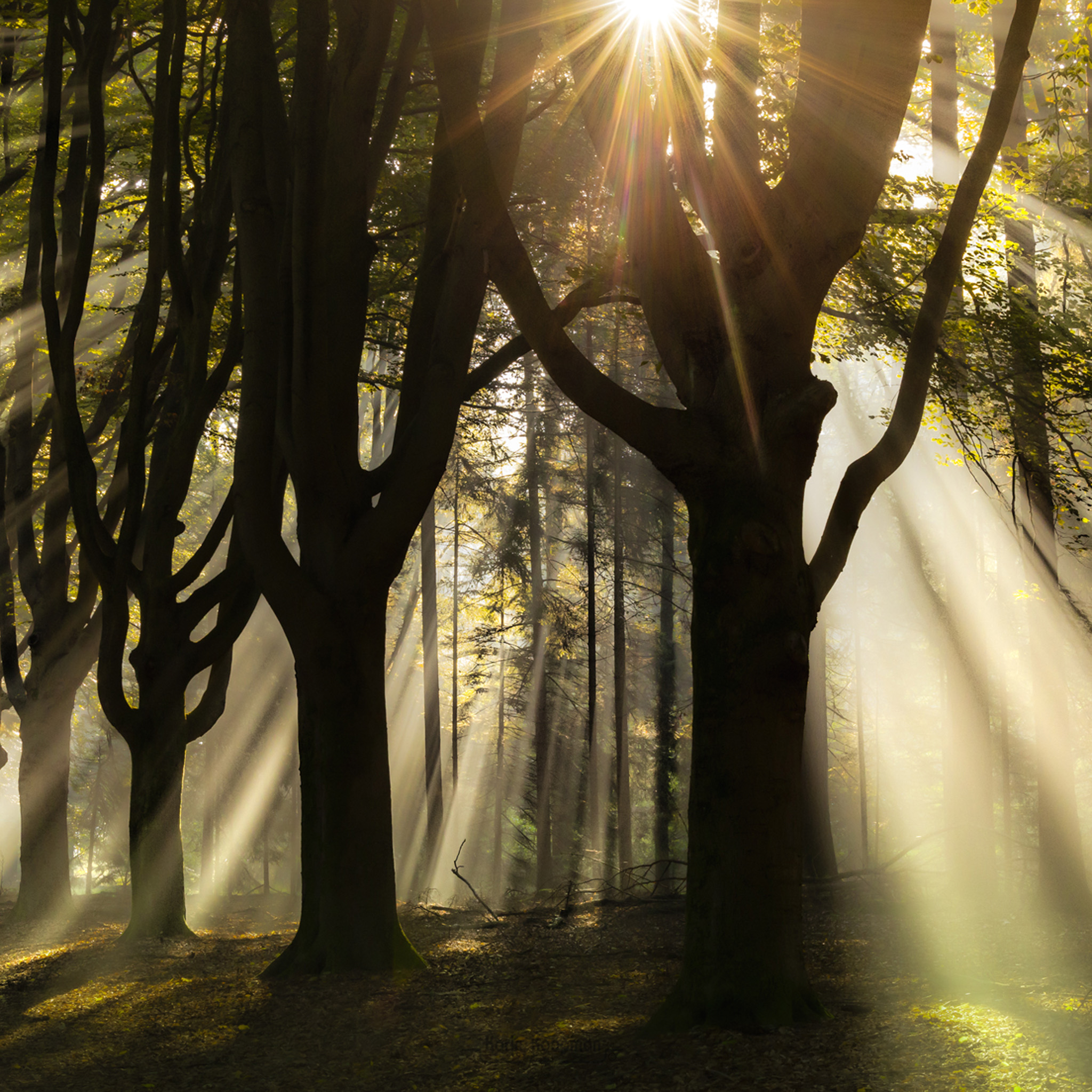 God Rays- Collection: The Netherlands