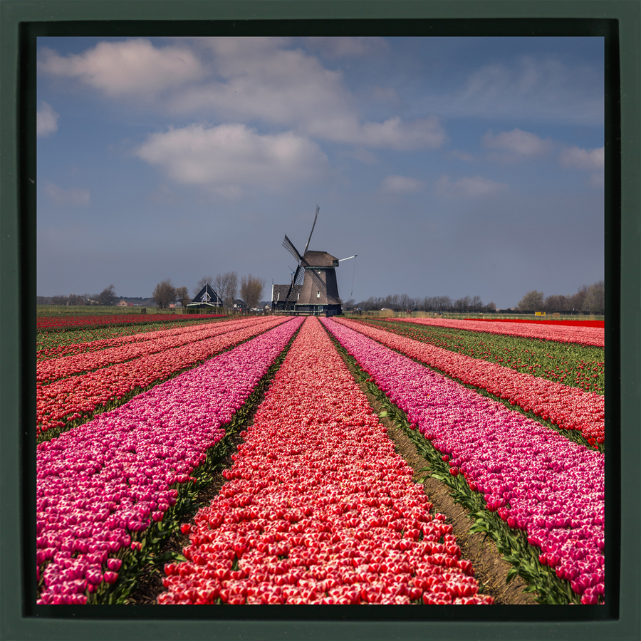 Wonderfully Dutch - Donkergroene Wrapp