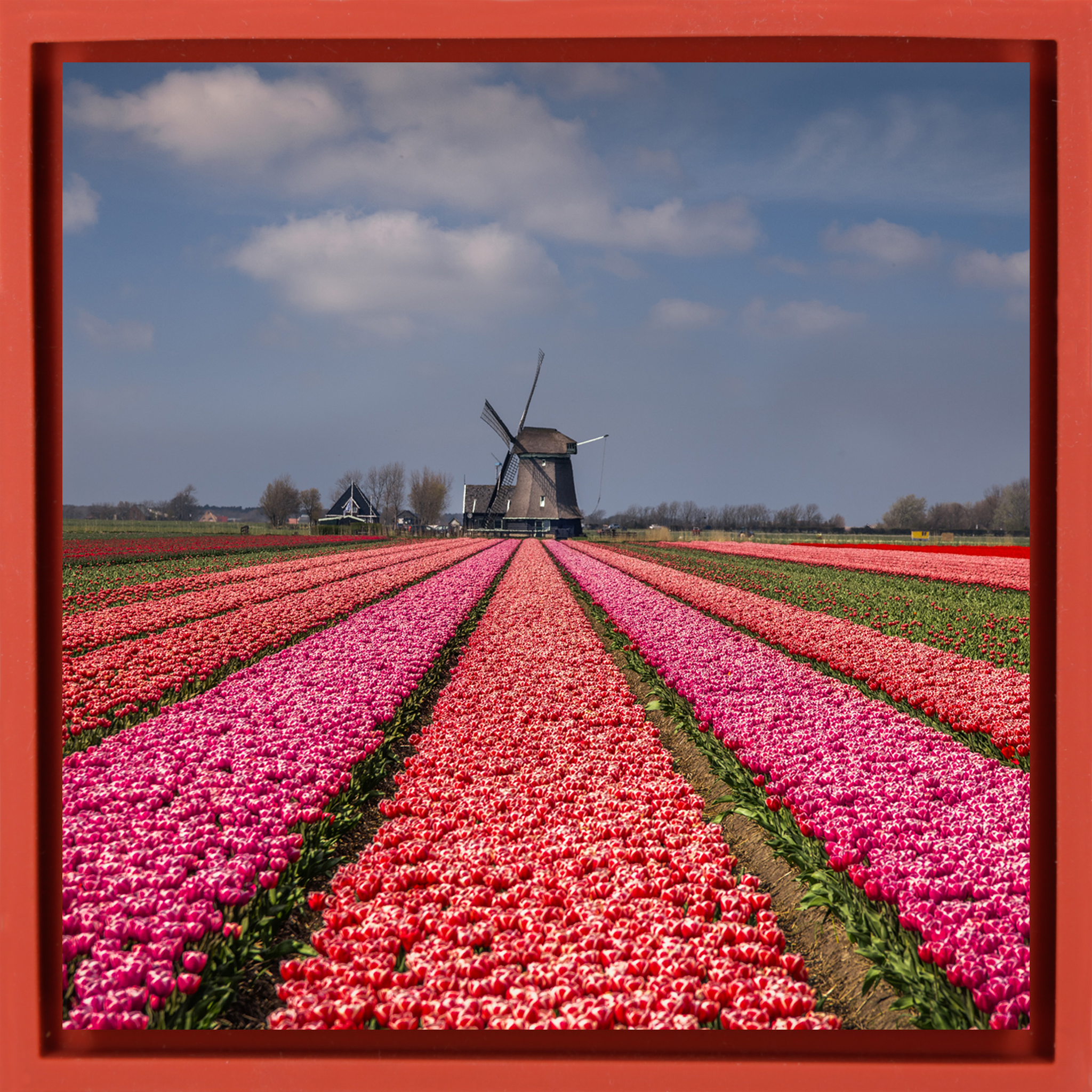 Merveilleusement néerlandais - Wrap rouge