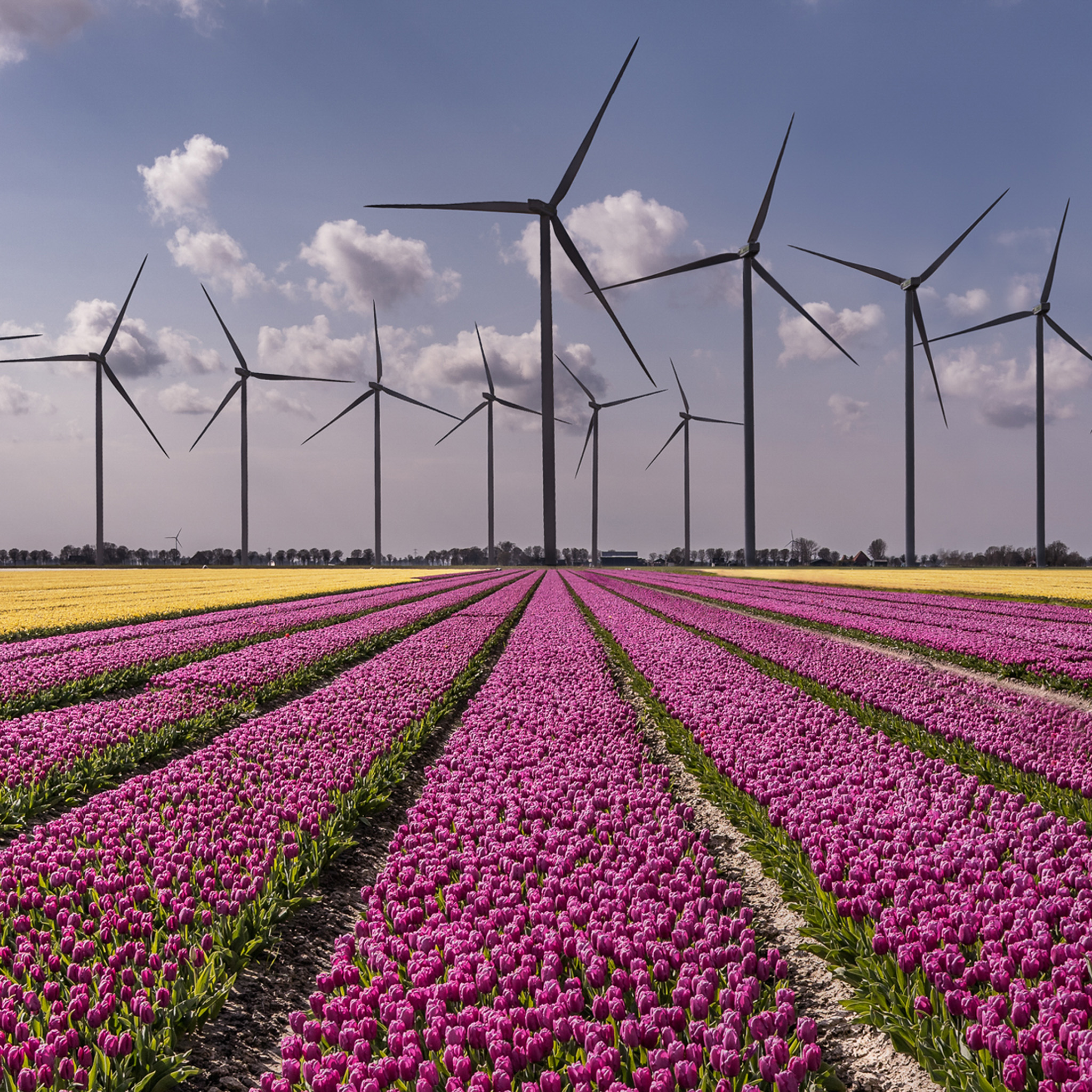 New Dutch Landscape- Collection: The Netherlands