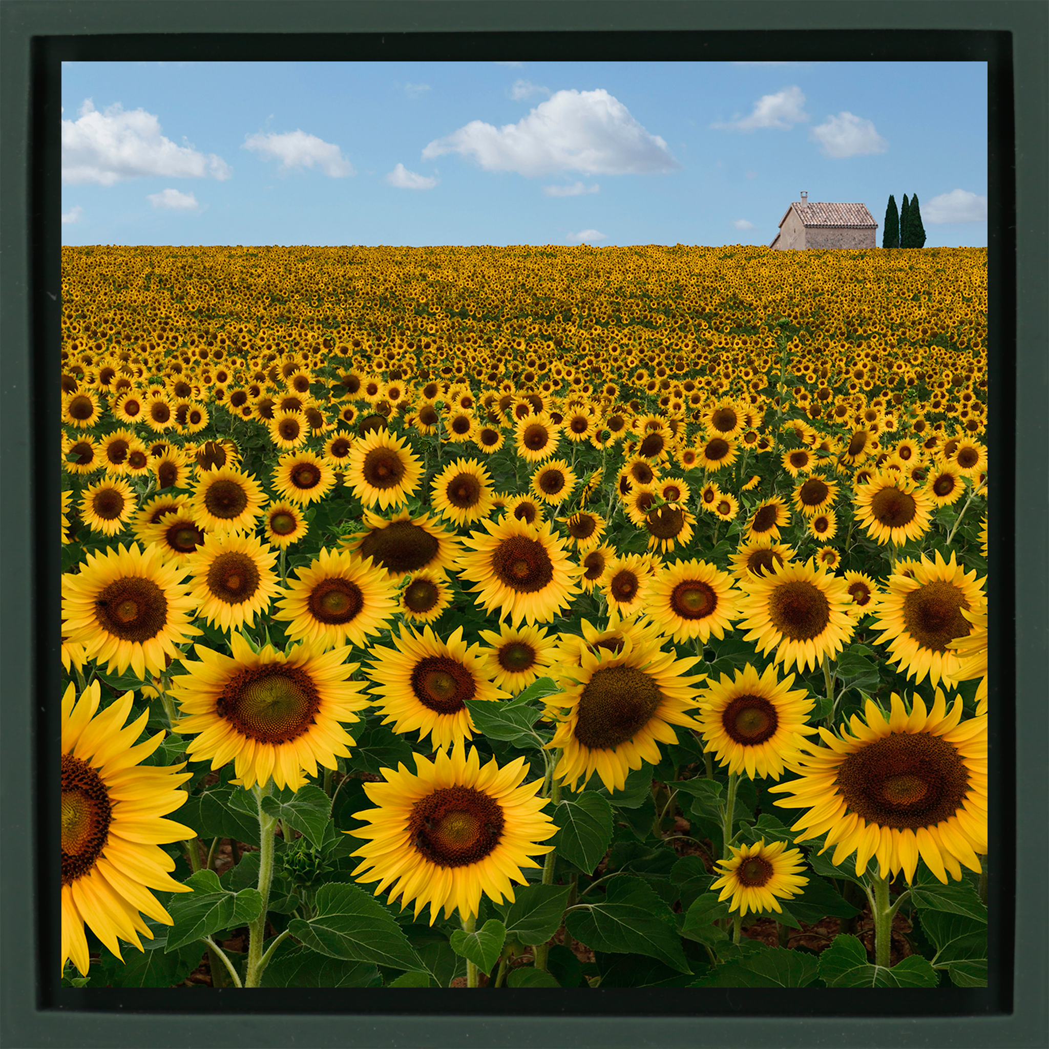 Le Beau Soleil – Dunkelgrüne Verpackung