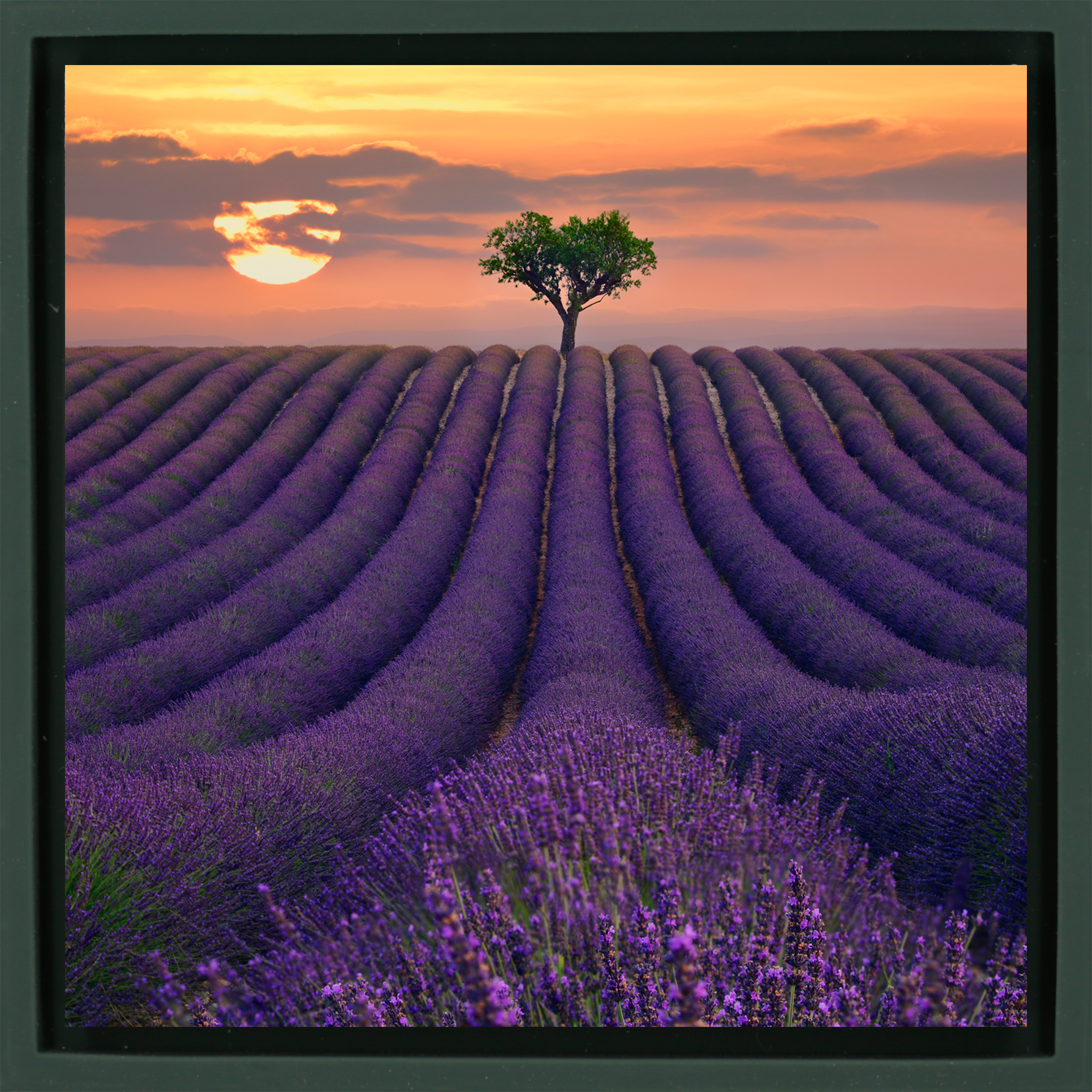 For the Love of Lavender - Donkergroene Wrapp