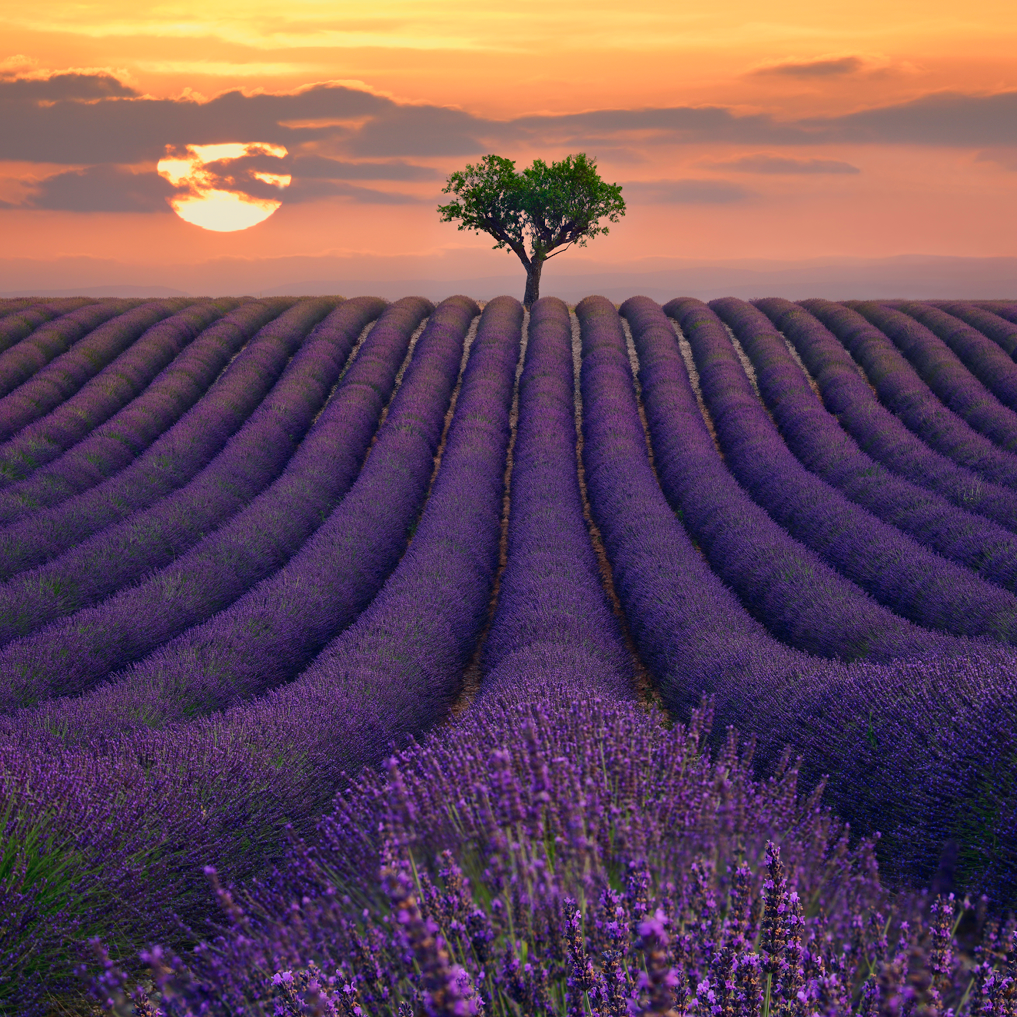 For the Love of Lavender - Collectie: Frankrijk
