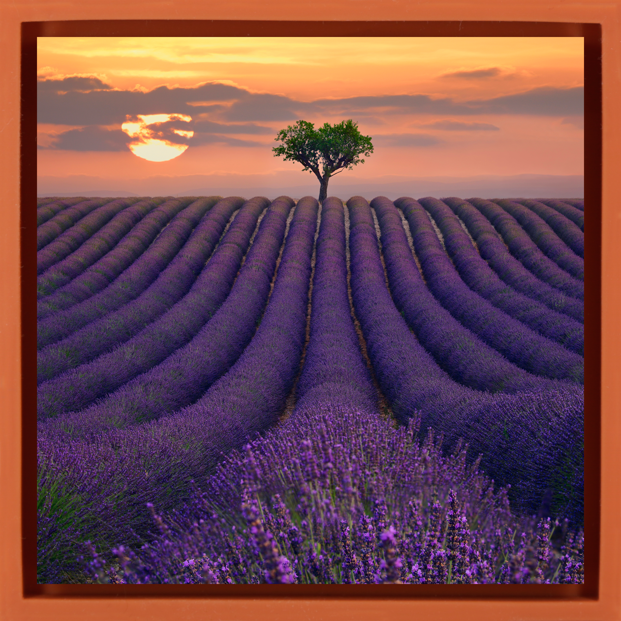 For the Love of Lavender- Orange Wrapp