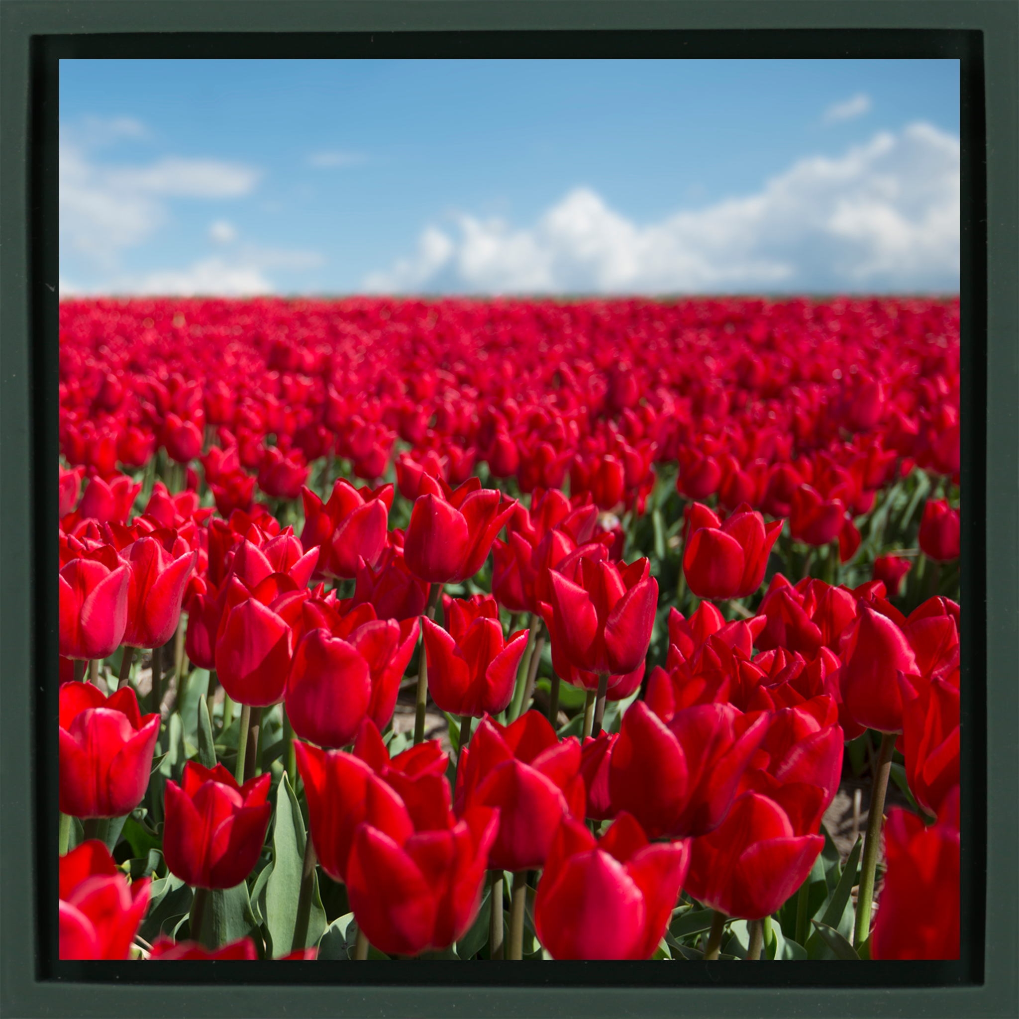 Infinite Red- Dark Green Wrapp
