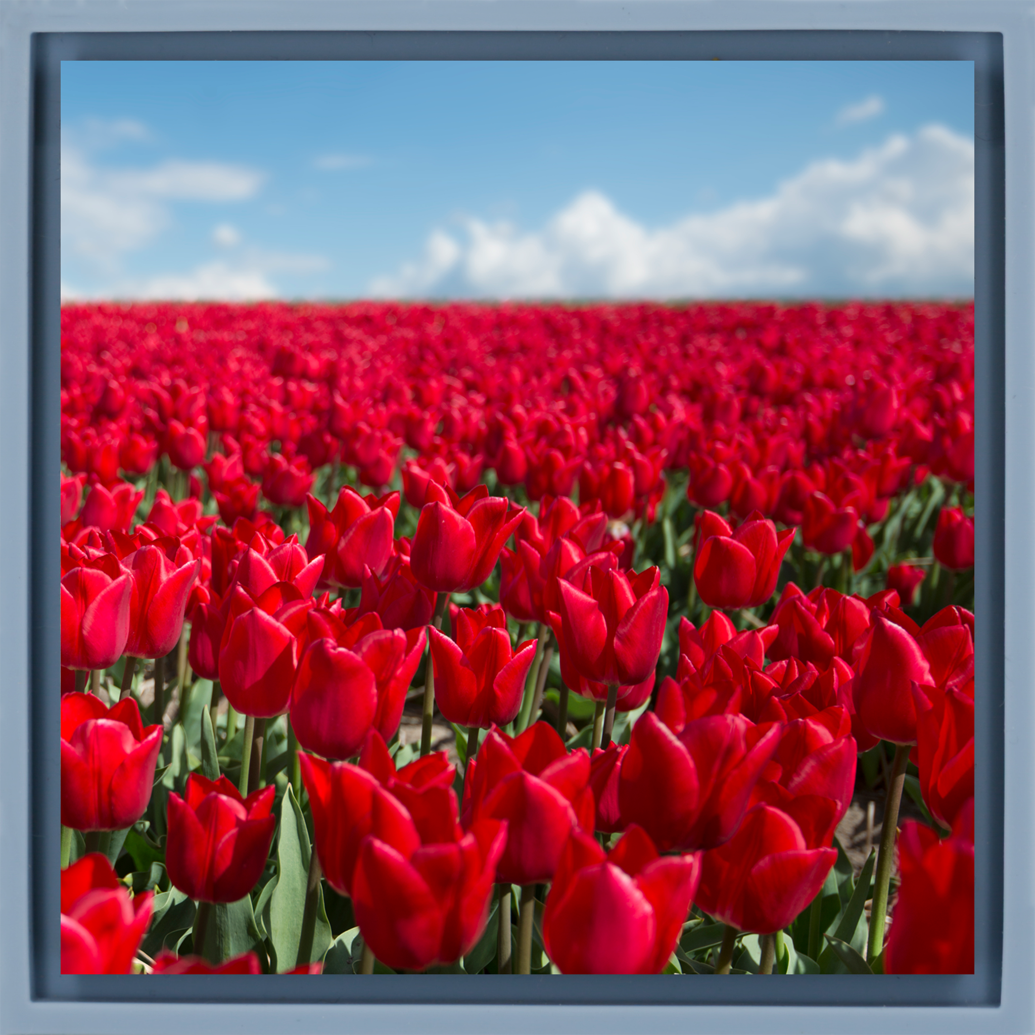 Infinite Red - Lichtblauwe Wrapp