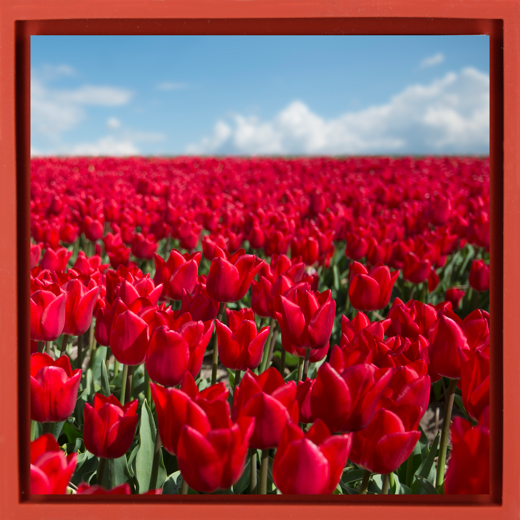Infinite Red- Red Wrapp