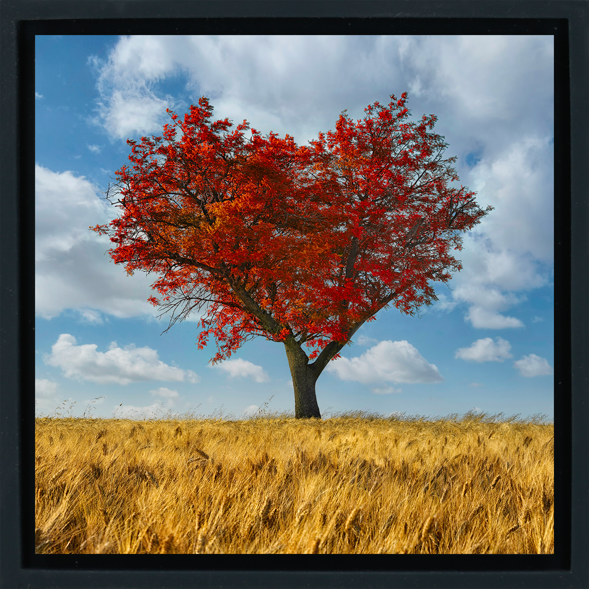 The Lonely Heart- Black Wrapp