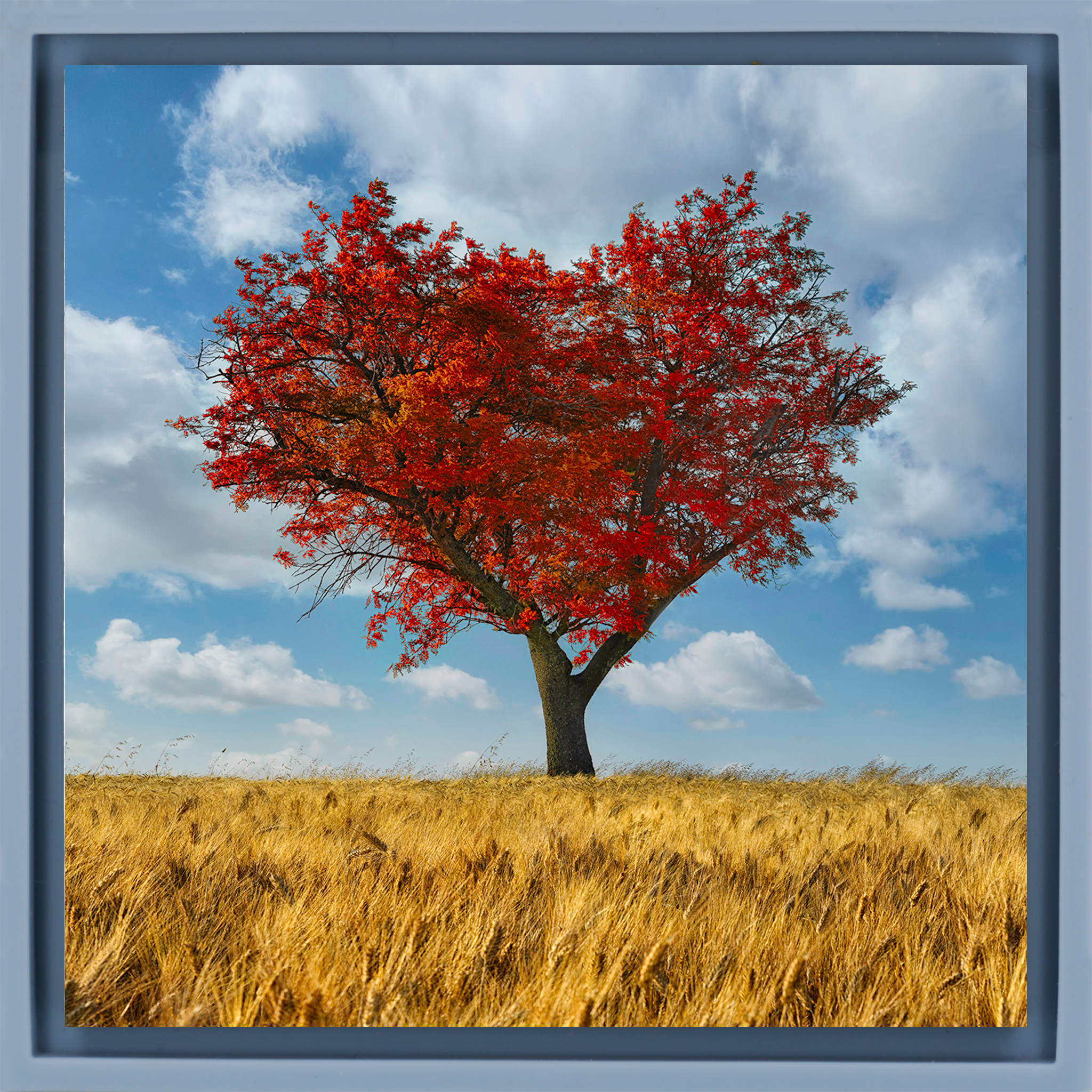 The Lonely Heart- Light Blue Wrapp