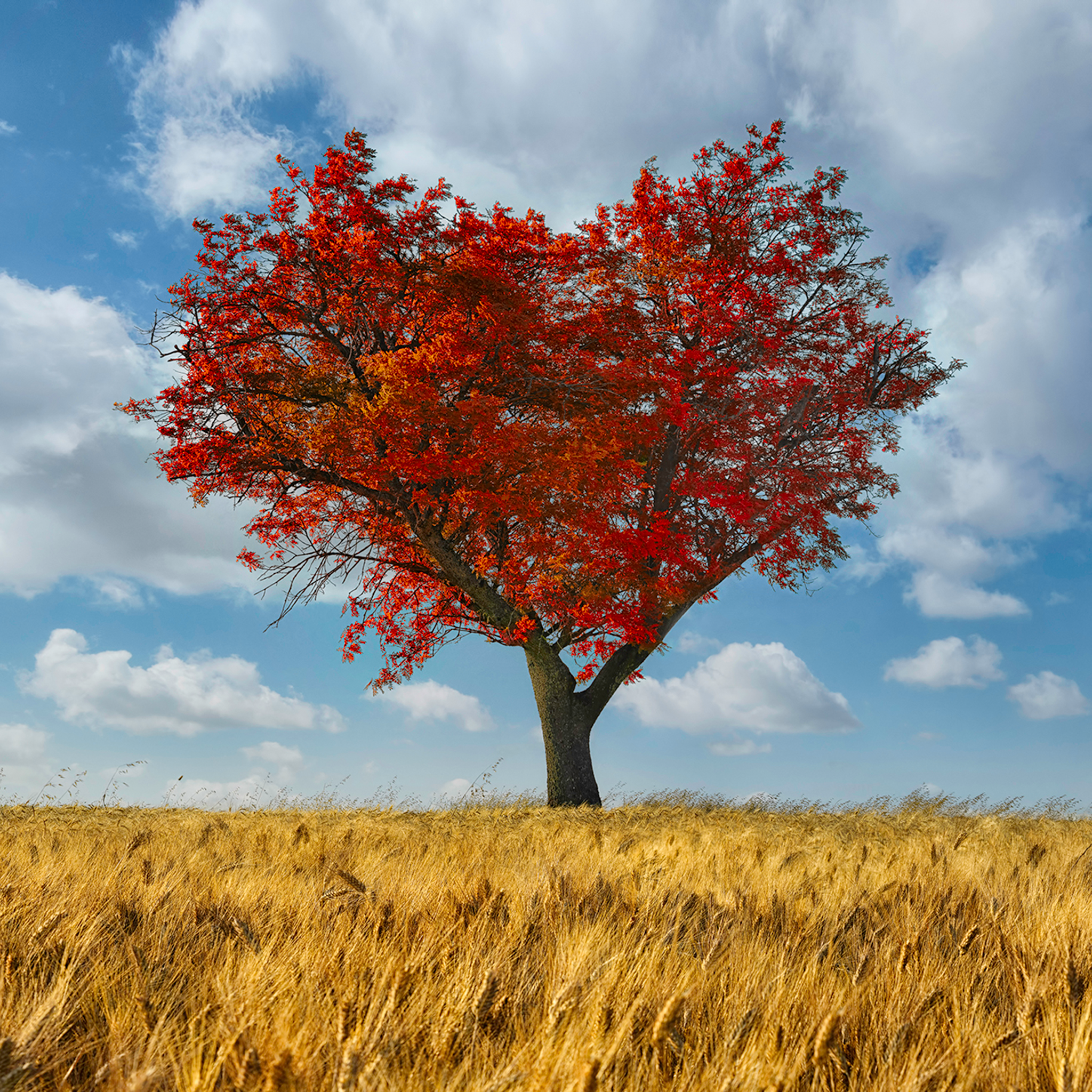 The Lonely Heart- Collection: Italy