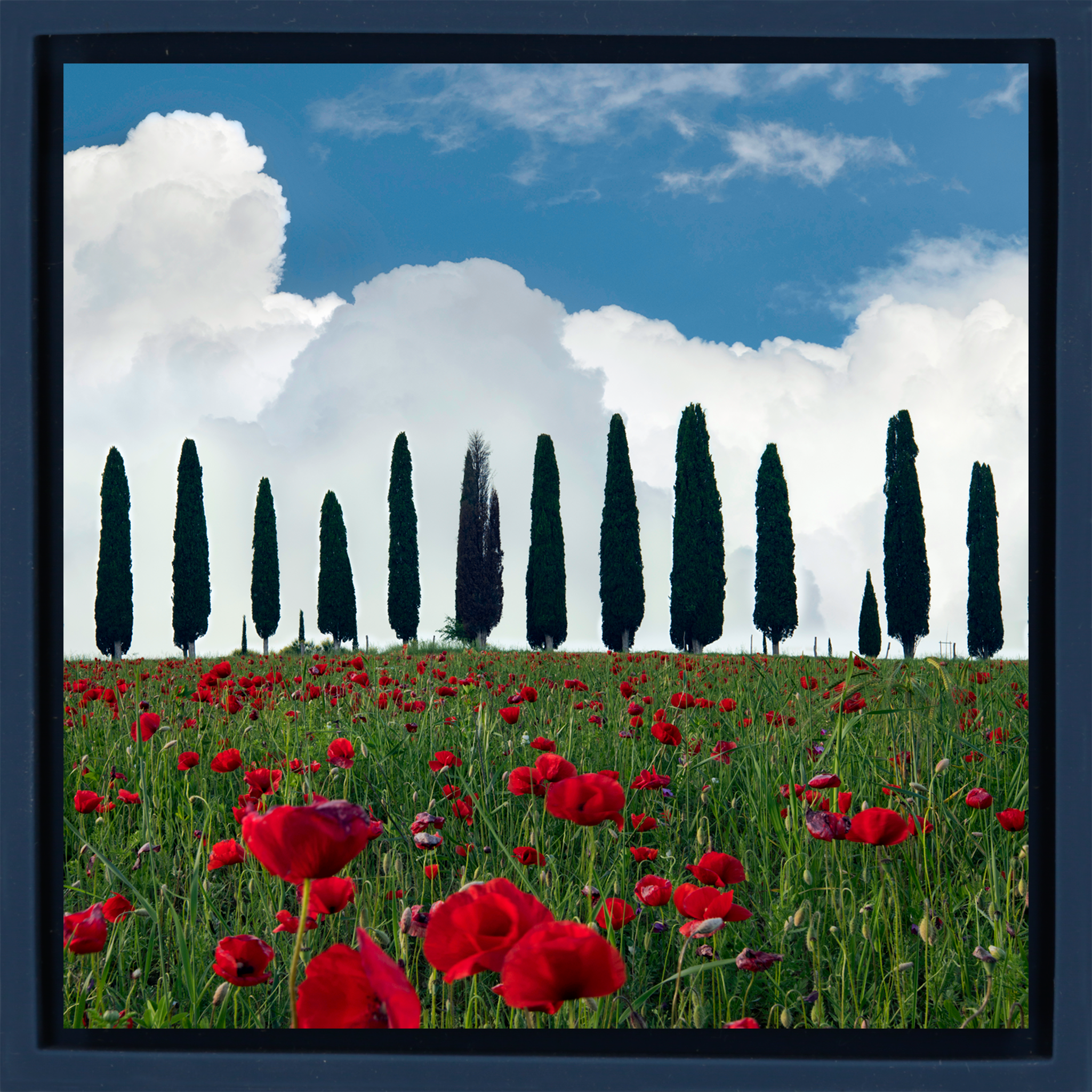 Tuscan Blooms- Dark Blue Wrapp