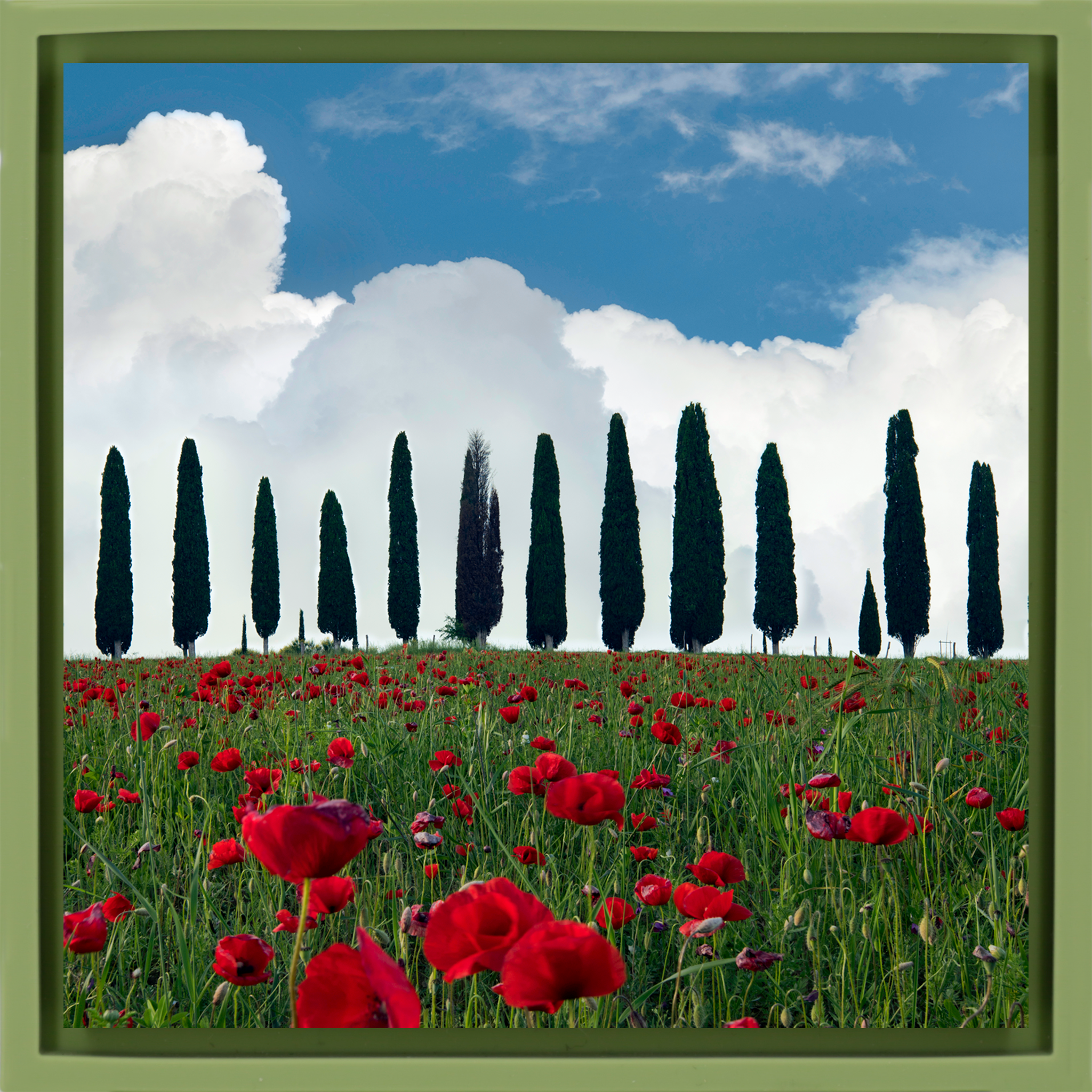 Tuscan Blooms- Light Green Wrapp