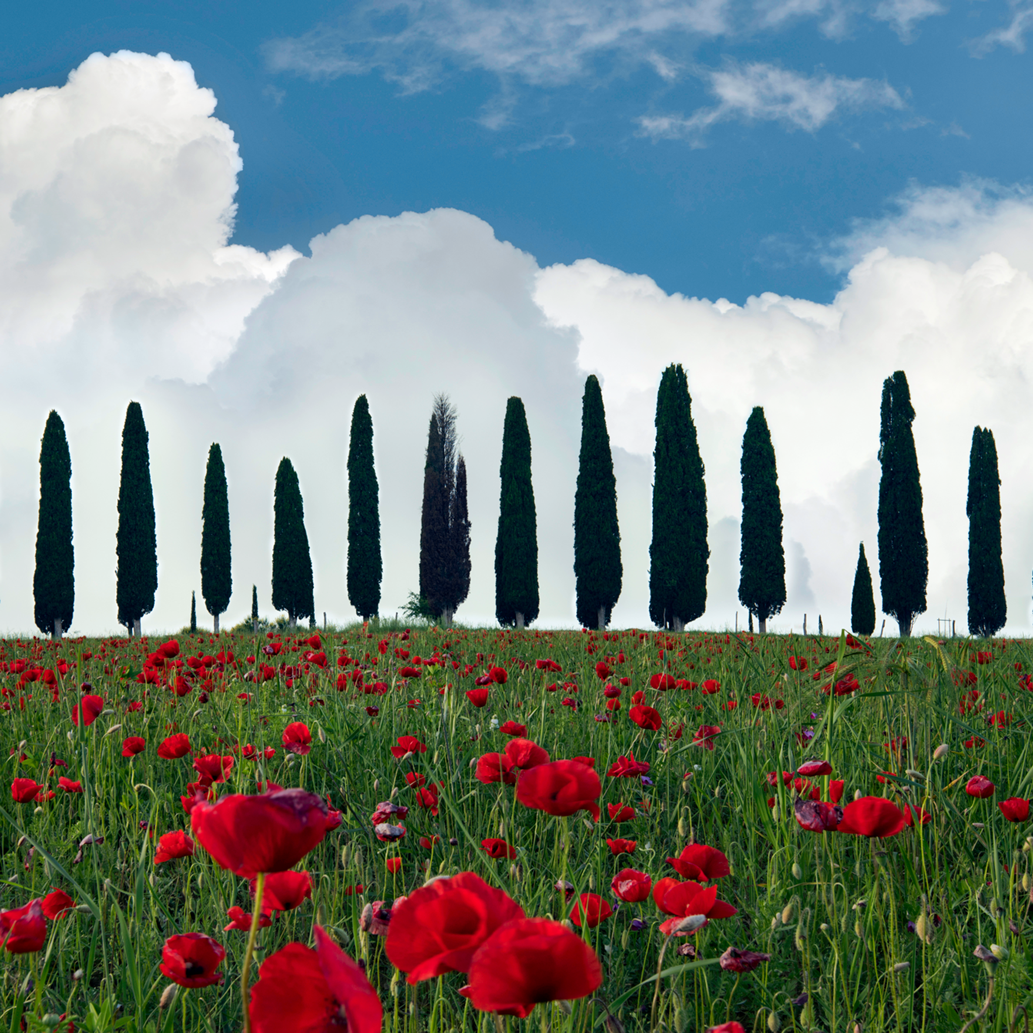 Tuscan Blooms- Collectie: Italië