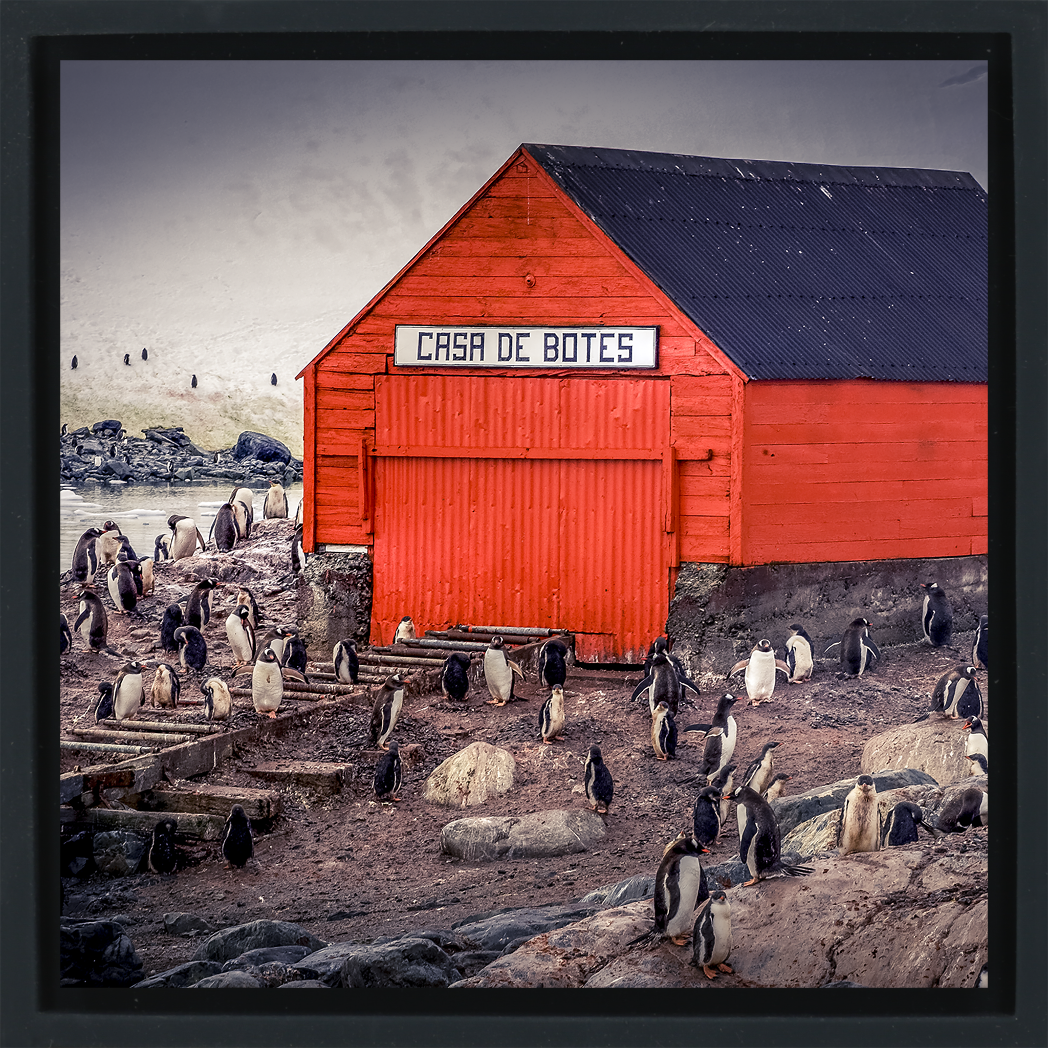 The Busiest House in Antartica- Black Wrapp
