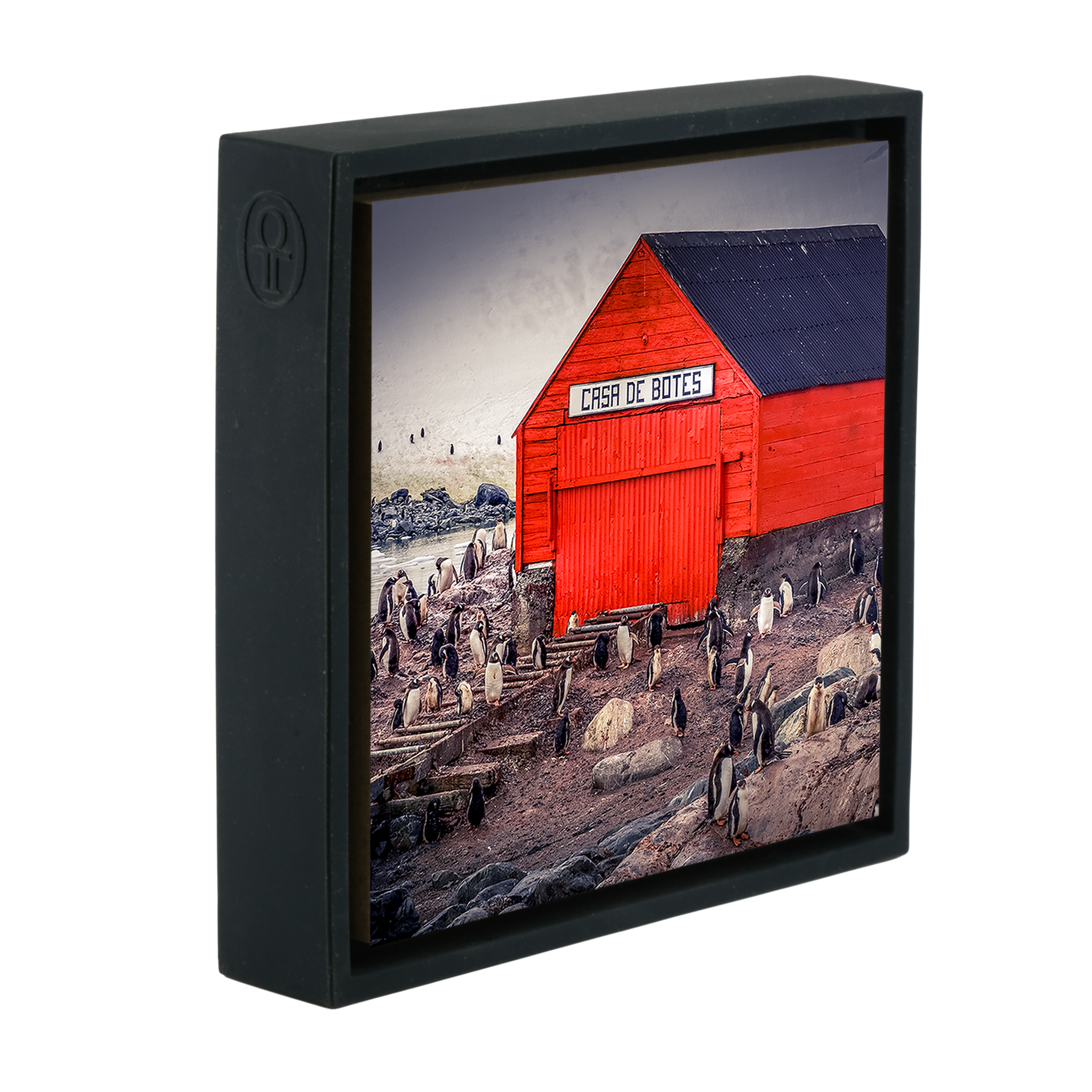 The Busiest House in Antartica- Black Wrapp