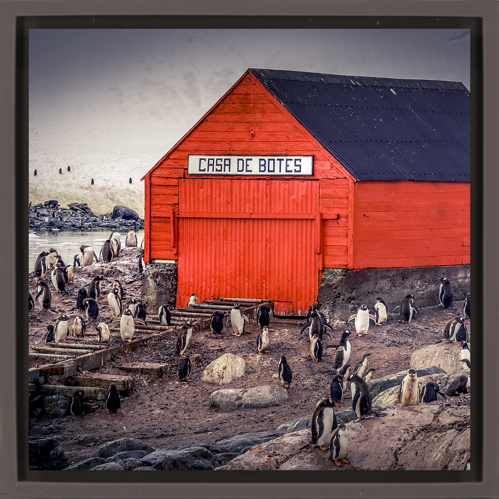 The Busiest House in Antartica- Brown Wrapp