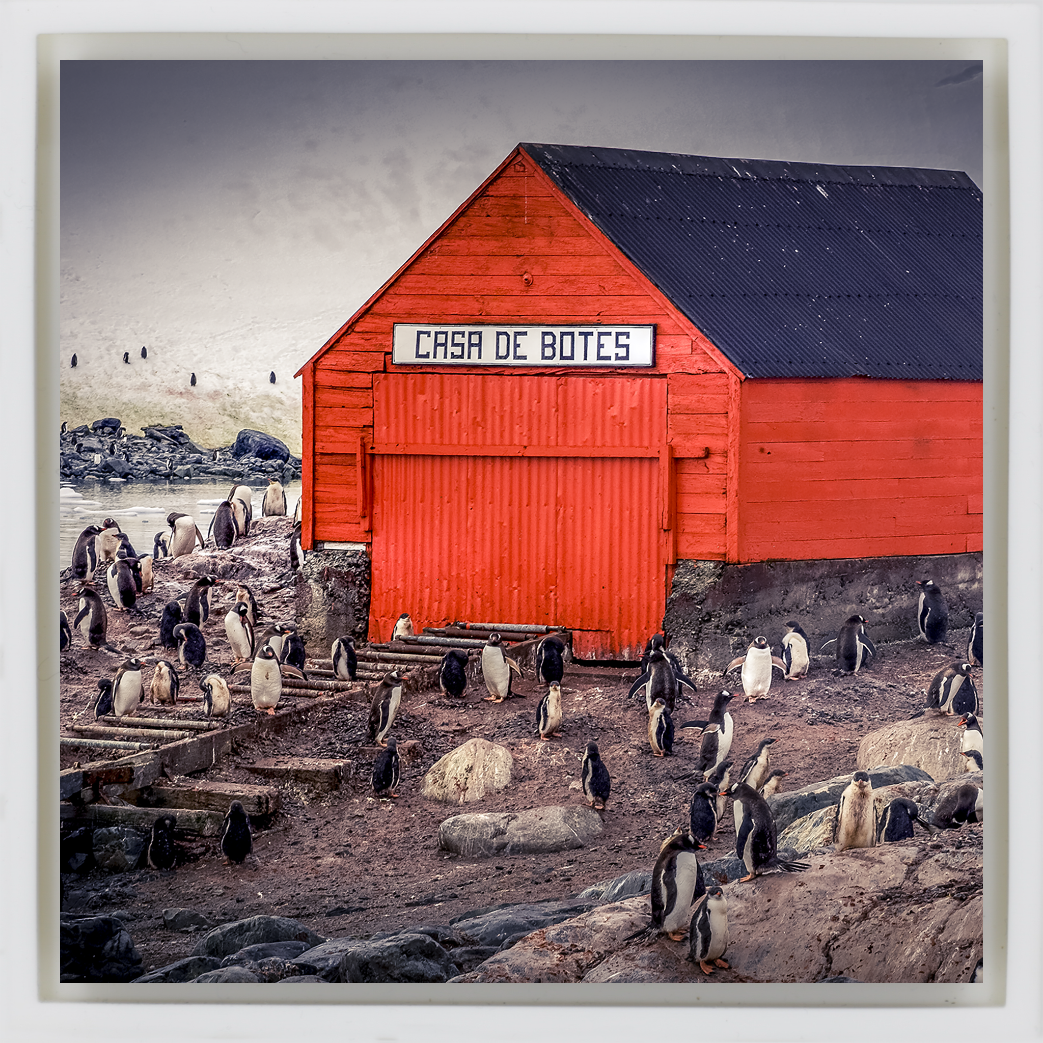 The Busiest House in Antartica- White Wrapp