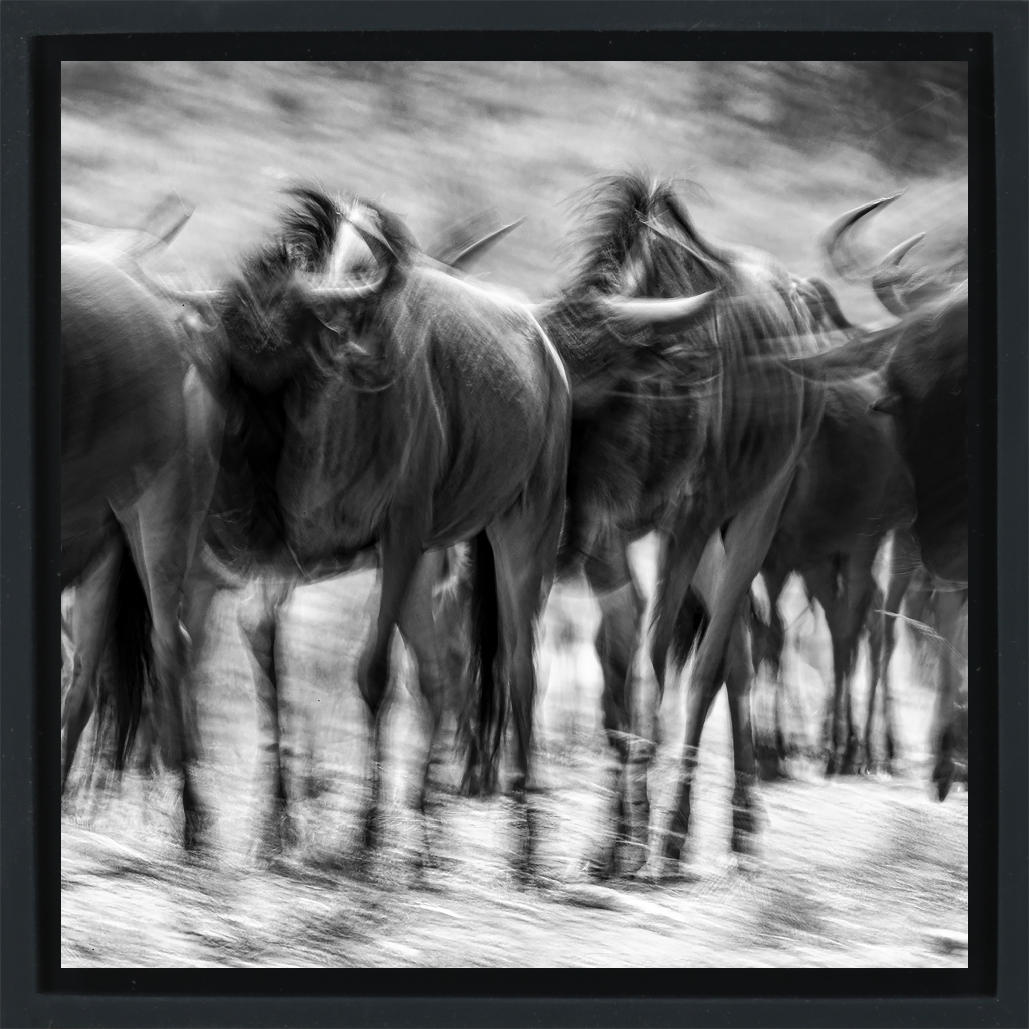 The Great Migration- Black Wrapp