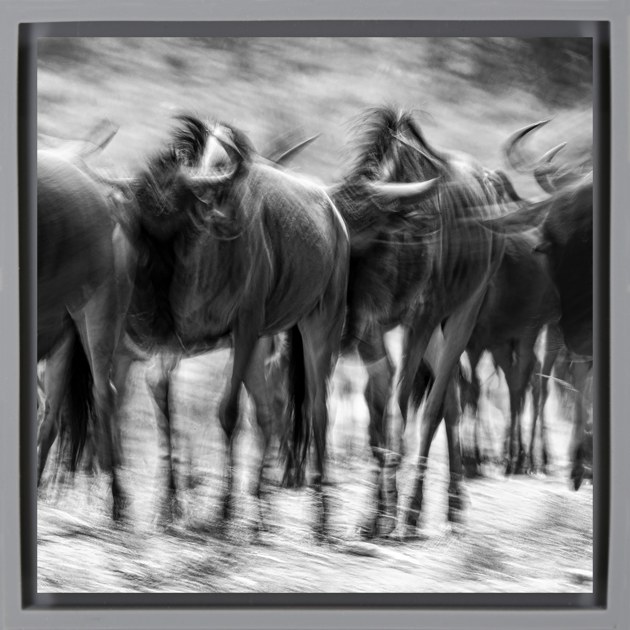 The Great Migration- Grey Wrapp
