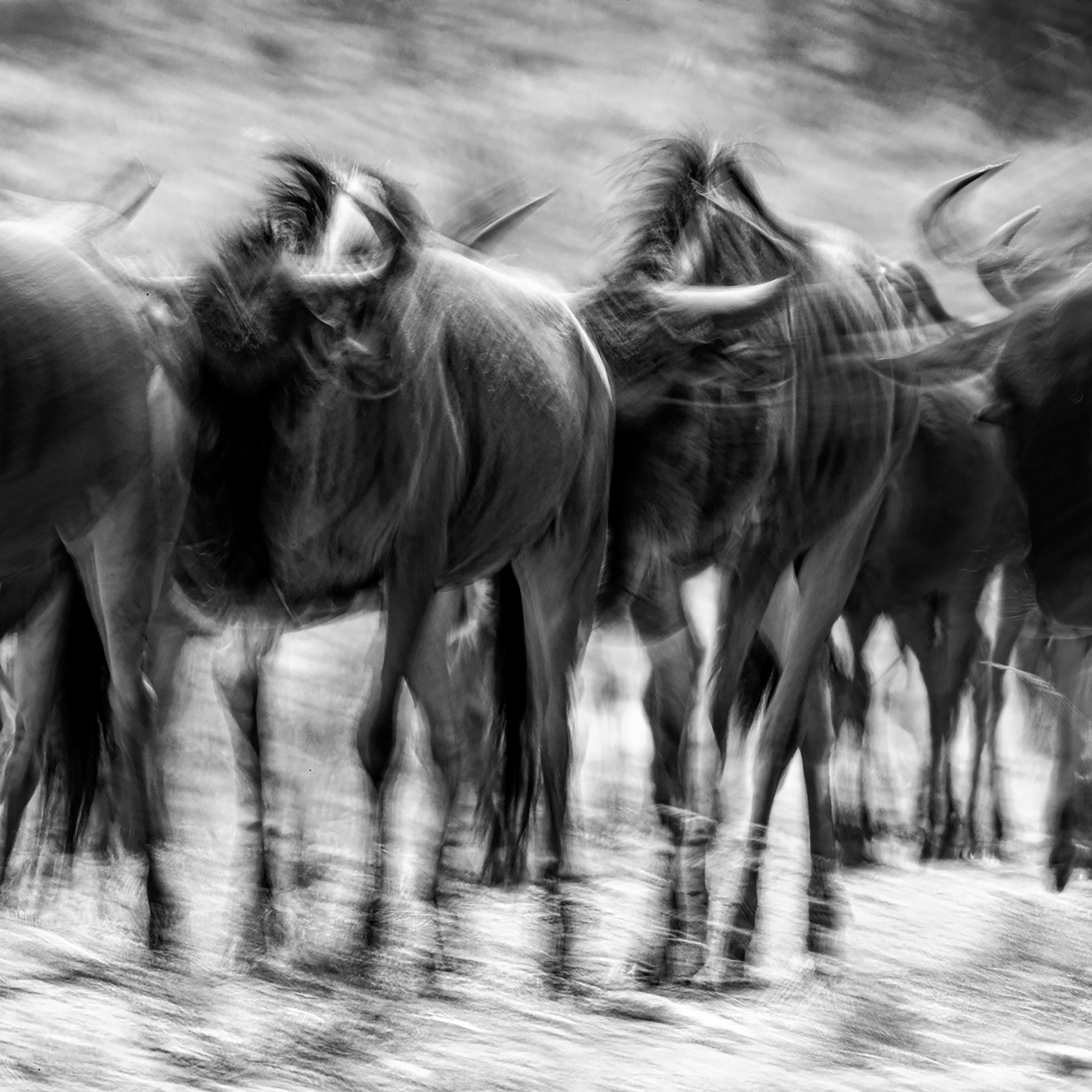 The Great Migration- Collection: Kenya