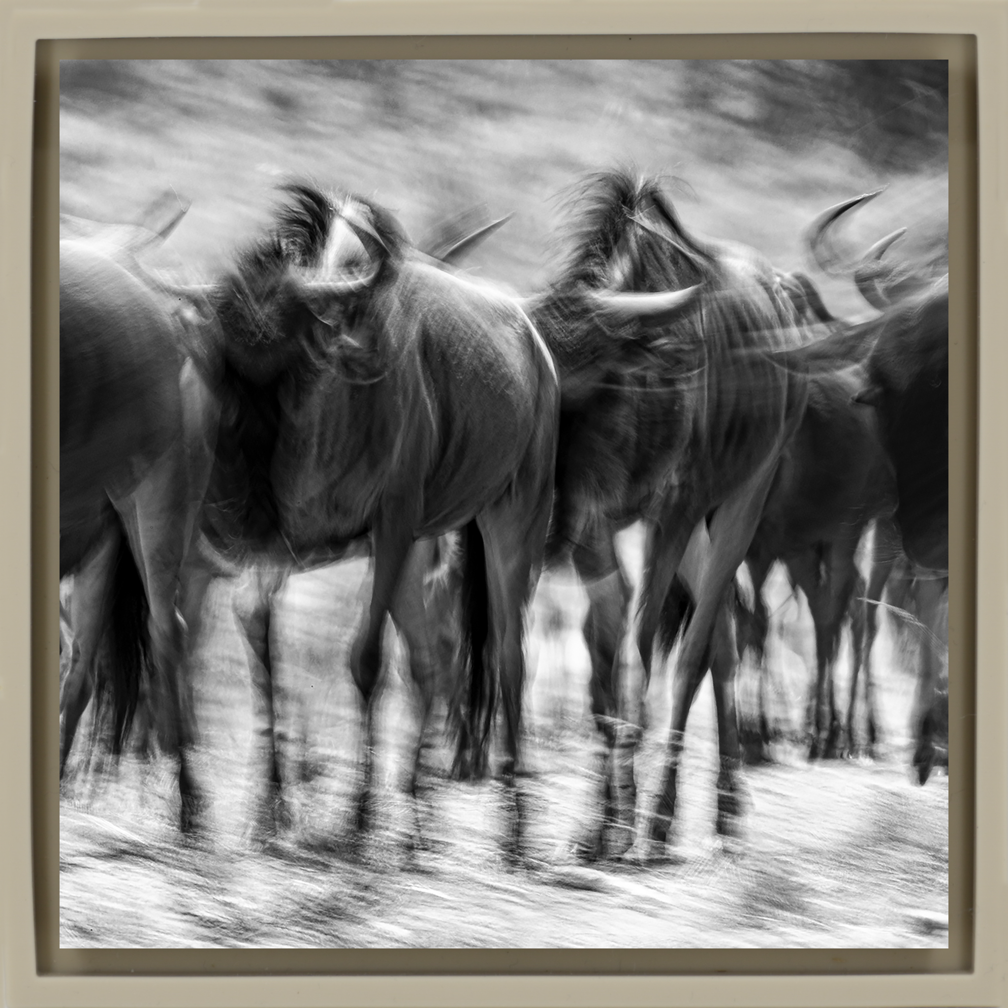 The Great Migration- Sand Wrapp