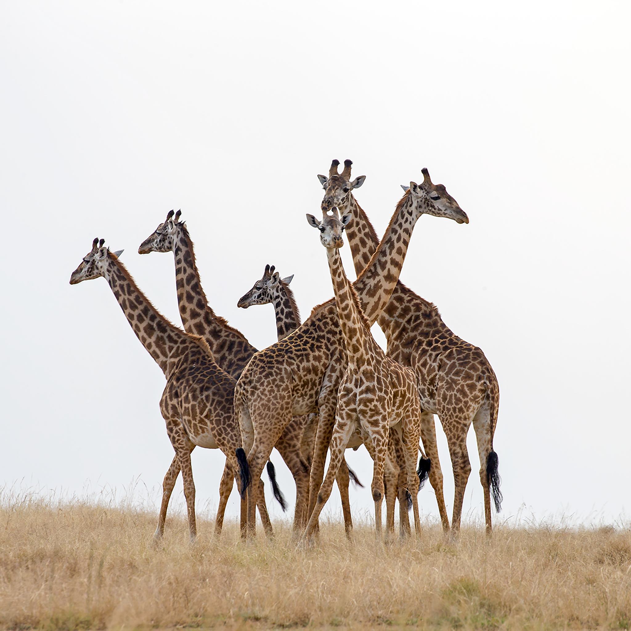 Family Meeting- Collection: Kenya