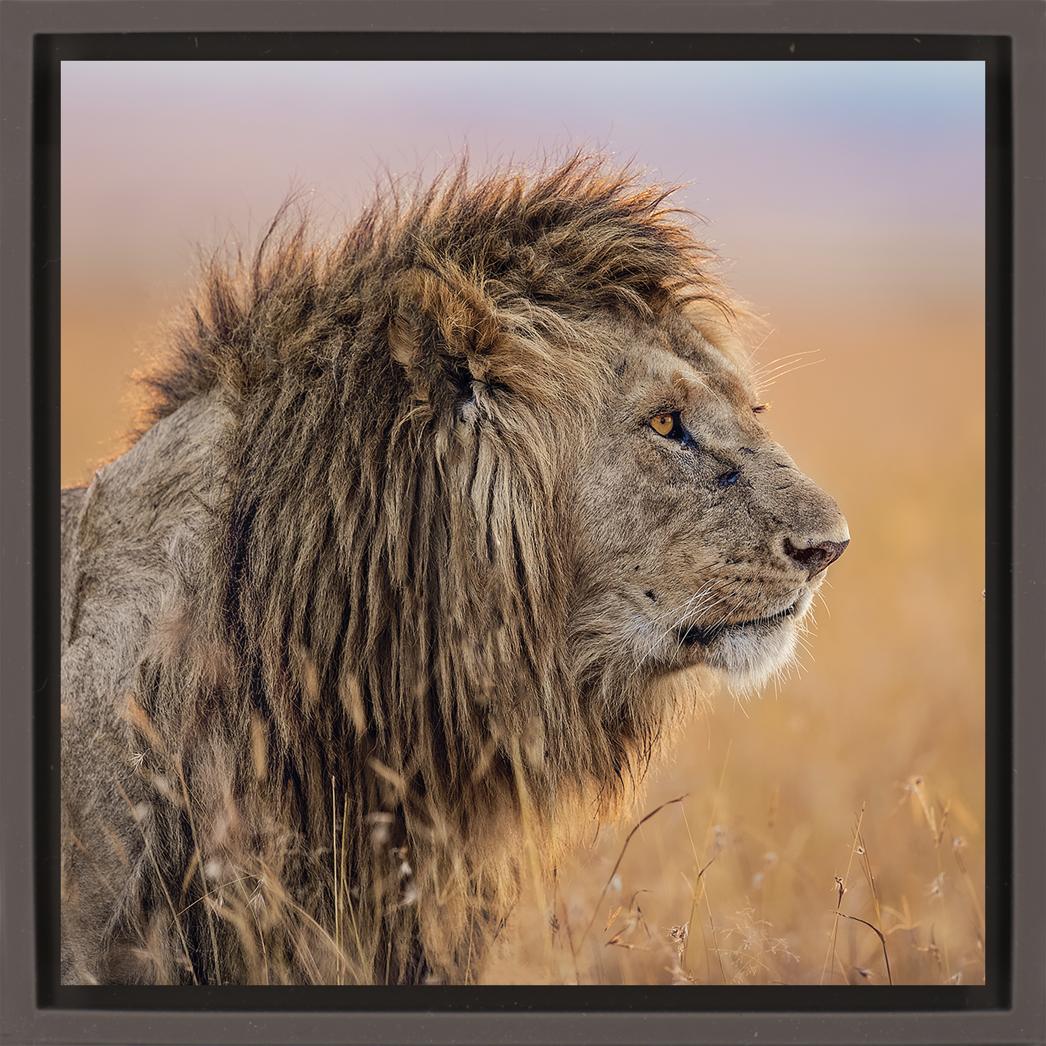 The Old King- Brown Wrapp