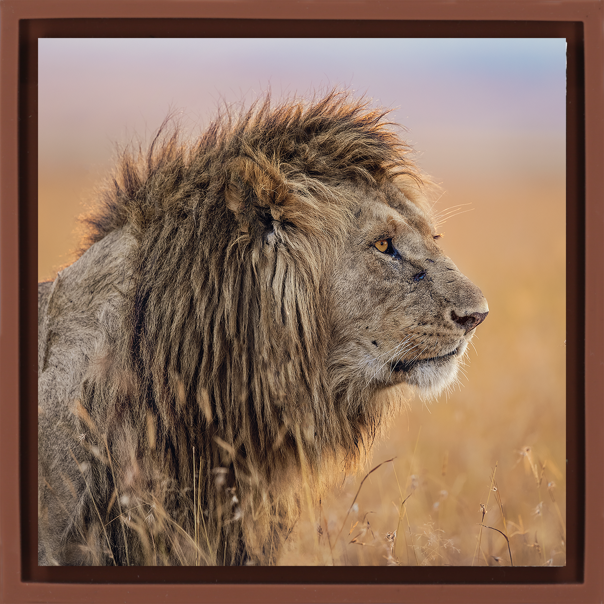 The Old King- Terra Wrapp
