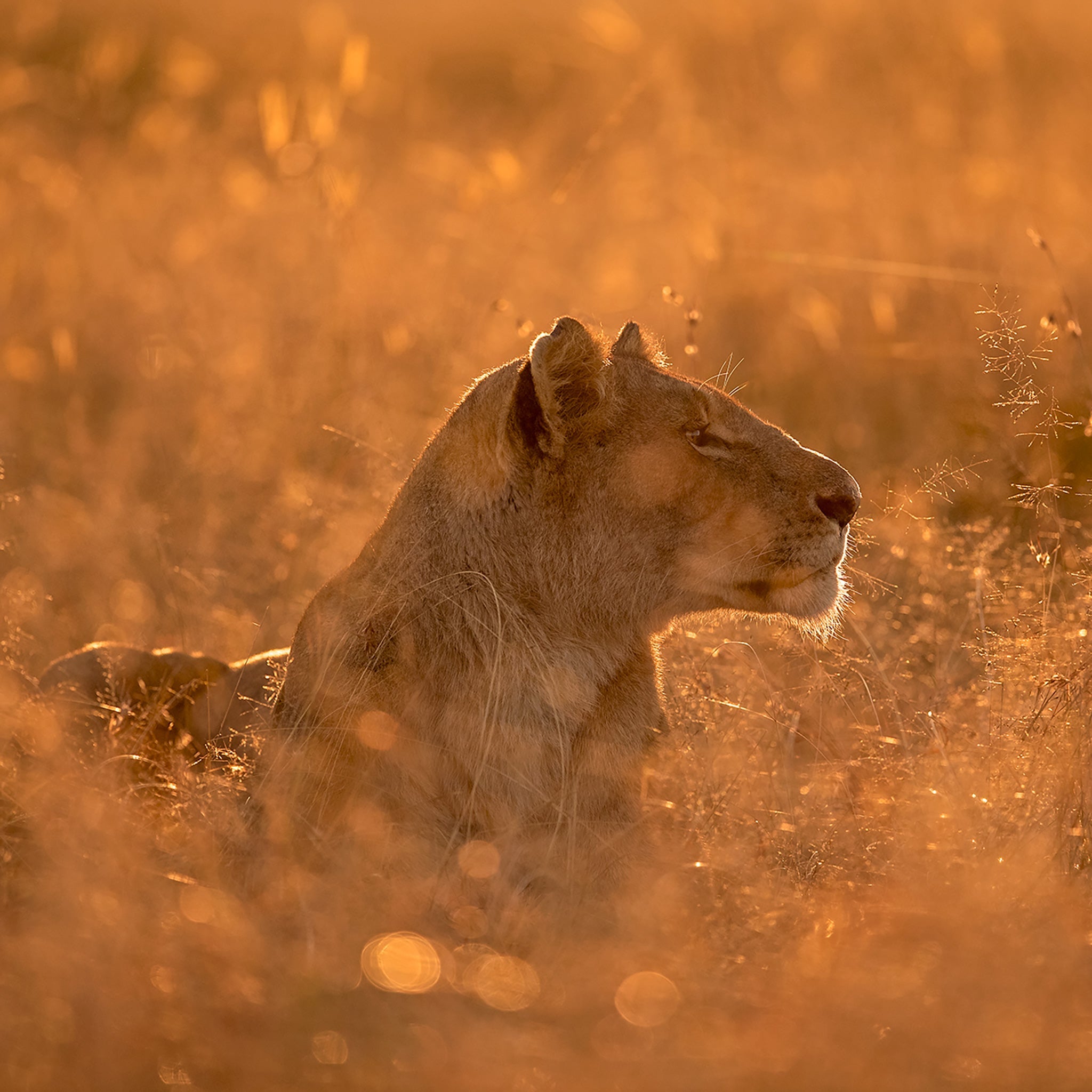 In her Element- Collection: Kenya