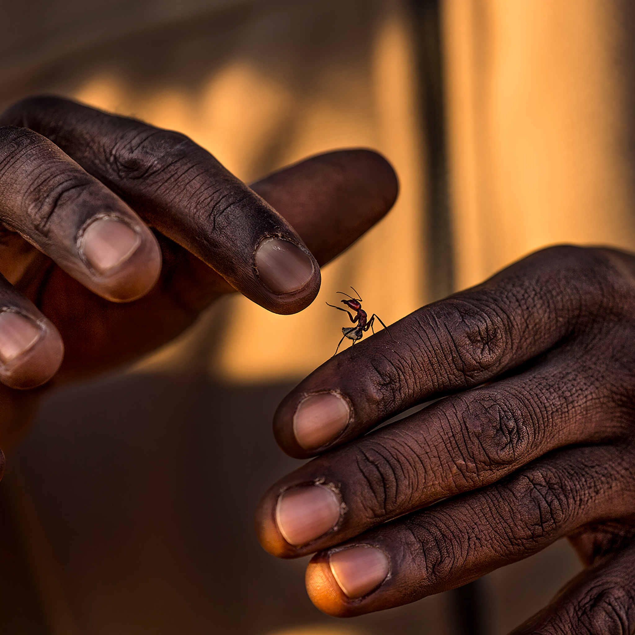 Shake Hands- Collection: Namibia