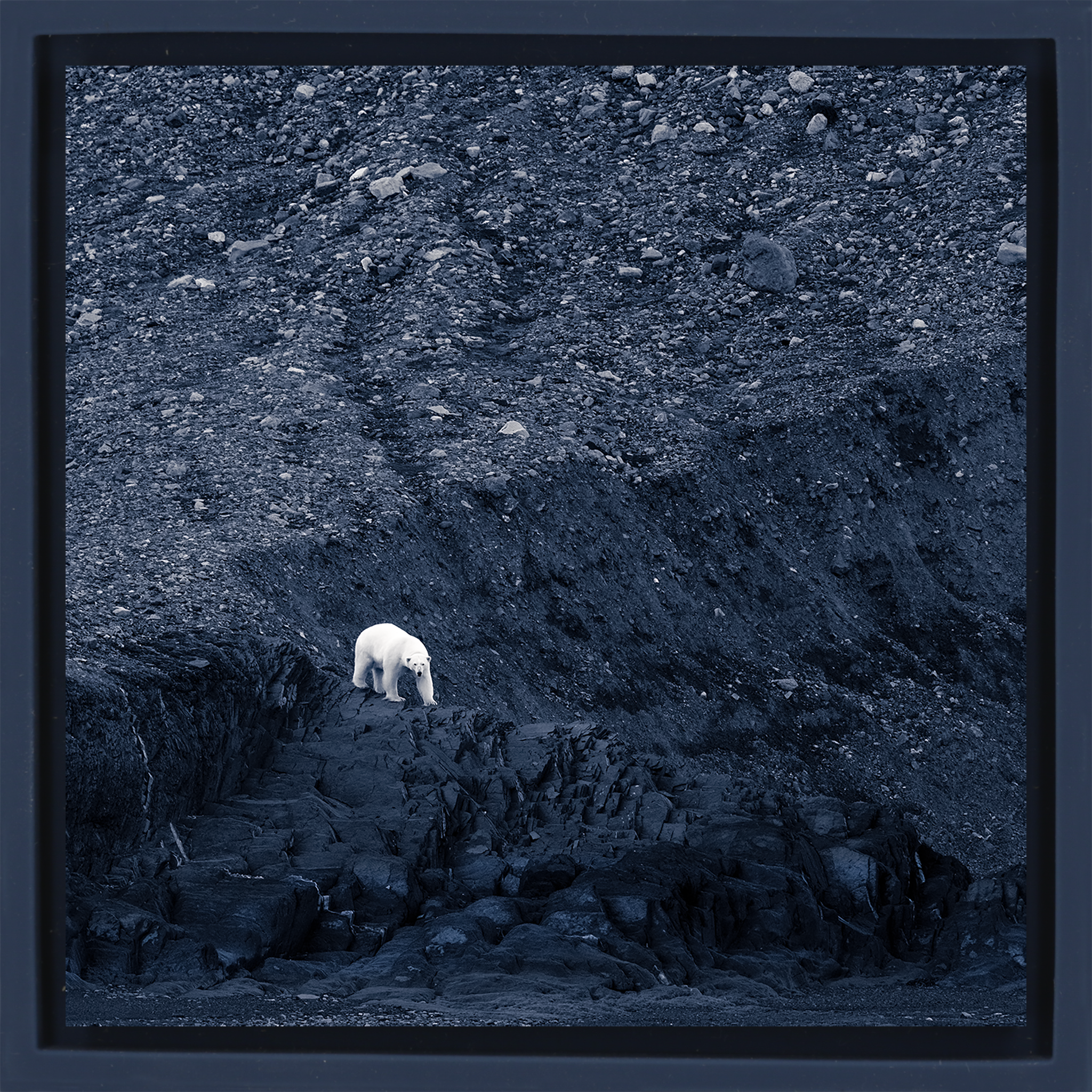 Waiting for Winter- Dark Blue Wrapp