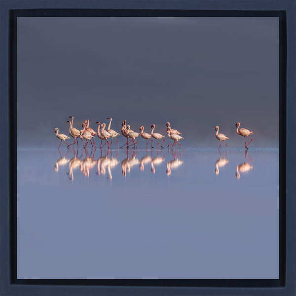 The Pink Parade - Donkerblauwe Wrapp