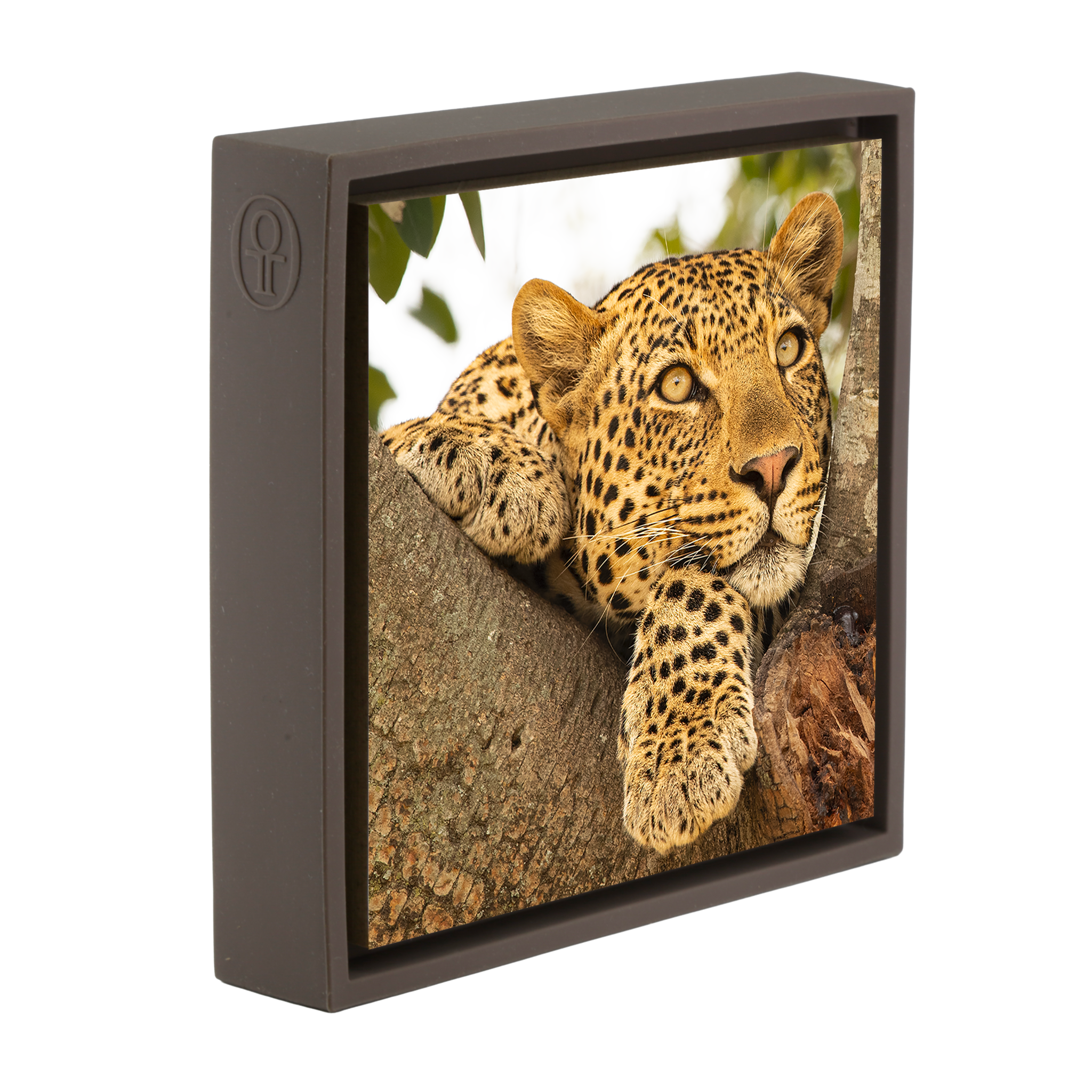 Serengeti Sunday- Brown Wrapp