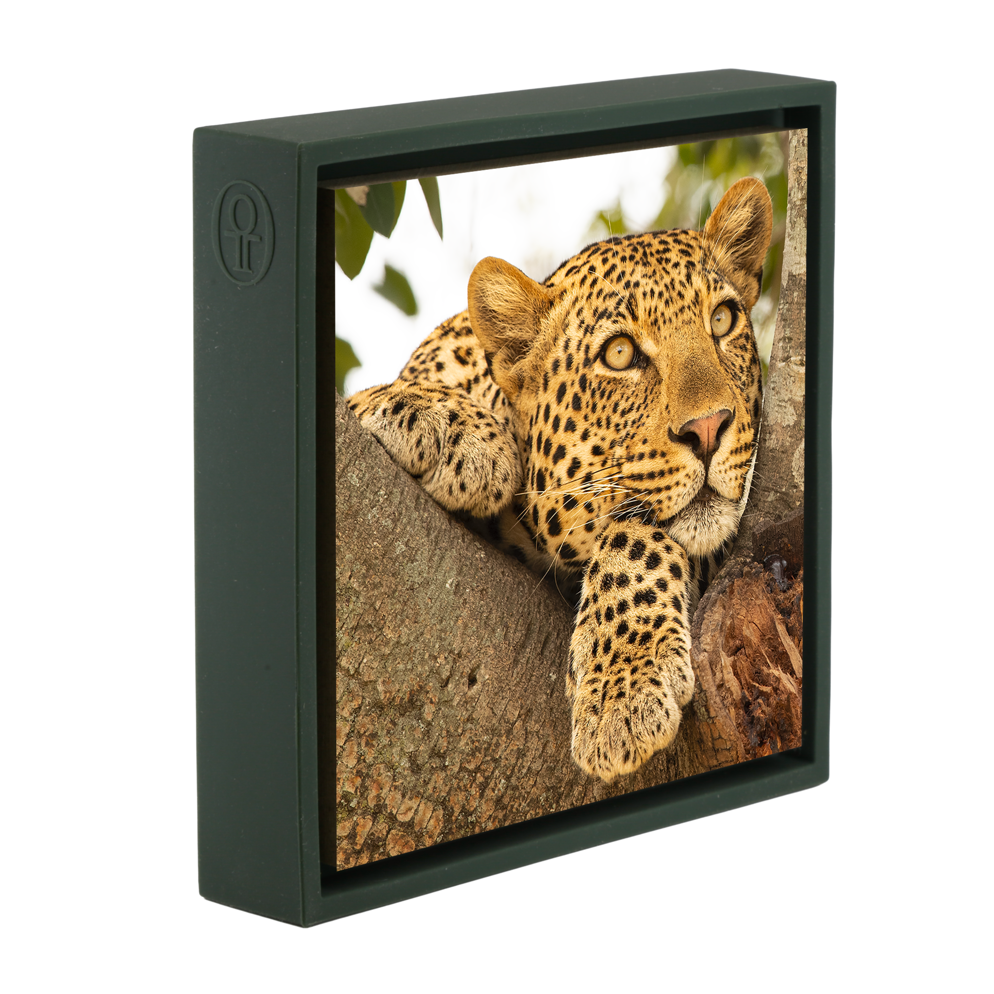 Serengeti Sunday- Dark Green Wrapp