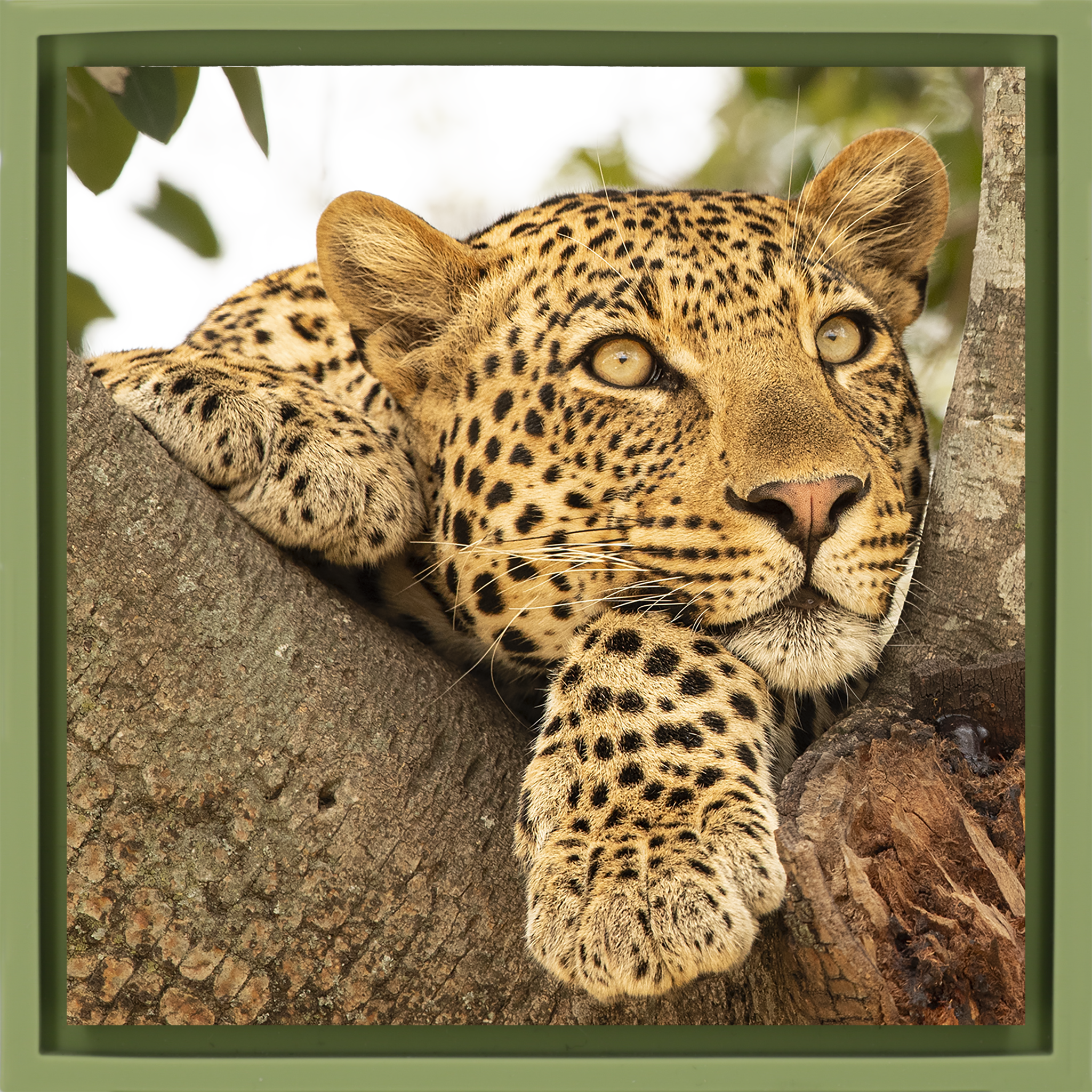 Serengeti Sunday- Light Green Wrapp