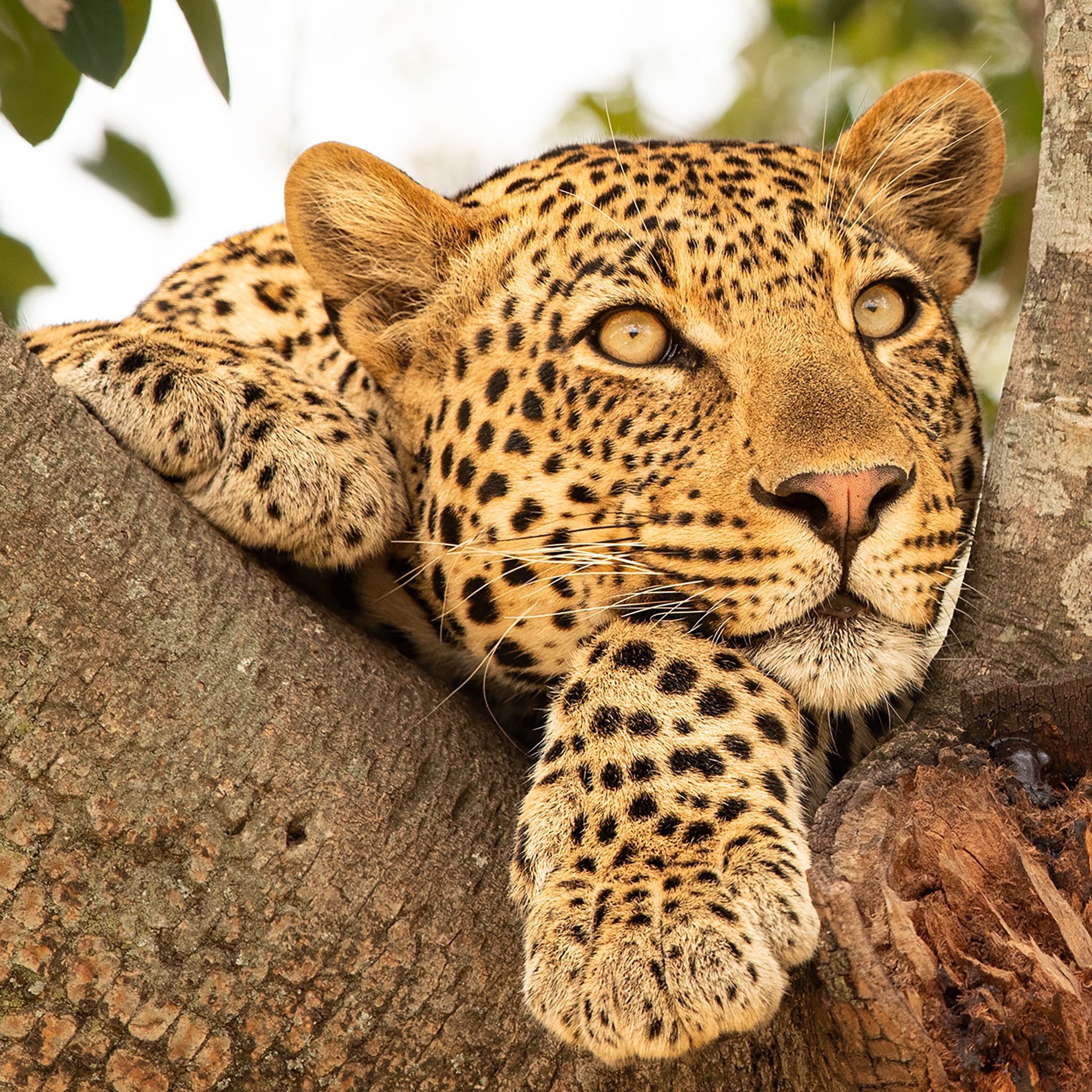 Serengeti Sunday- Collection: Tanzania